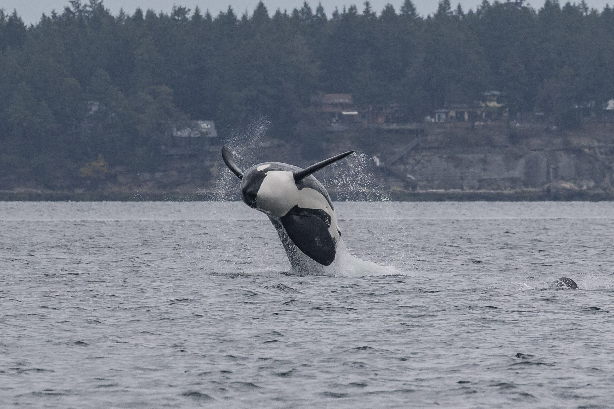 September 28, 2026 - Humpbacks in the Strait, and Hunting Orca in the Harbour!