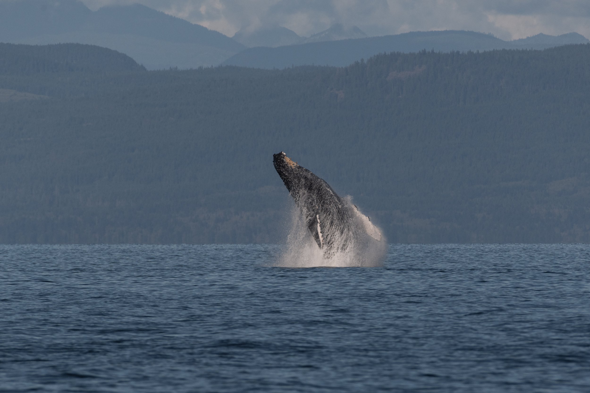 September 26, 2026, 2:00 PM - Heading North for the T109As and a Handful of Humpbacks
