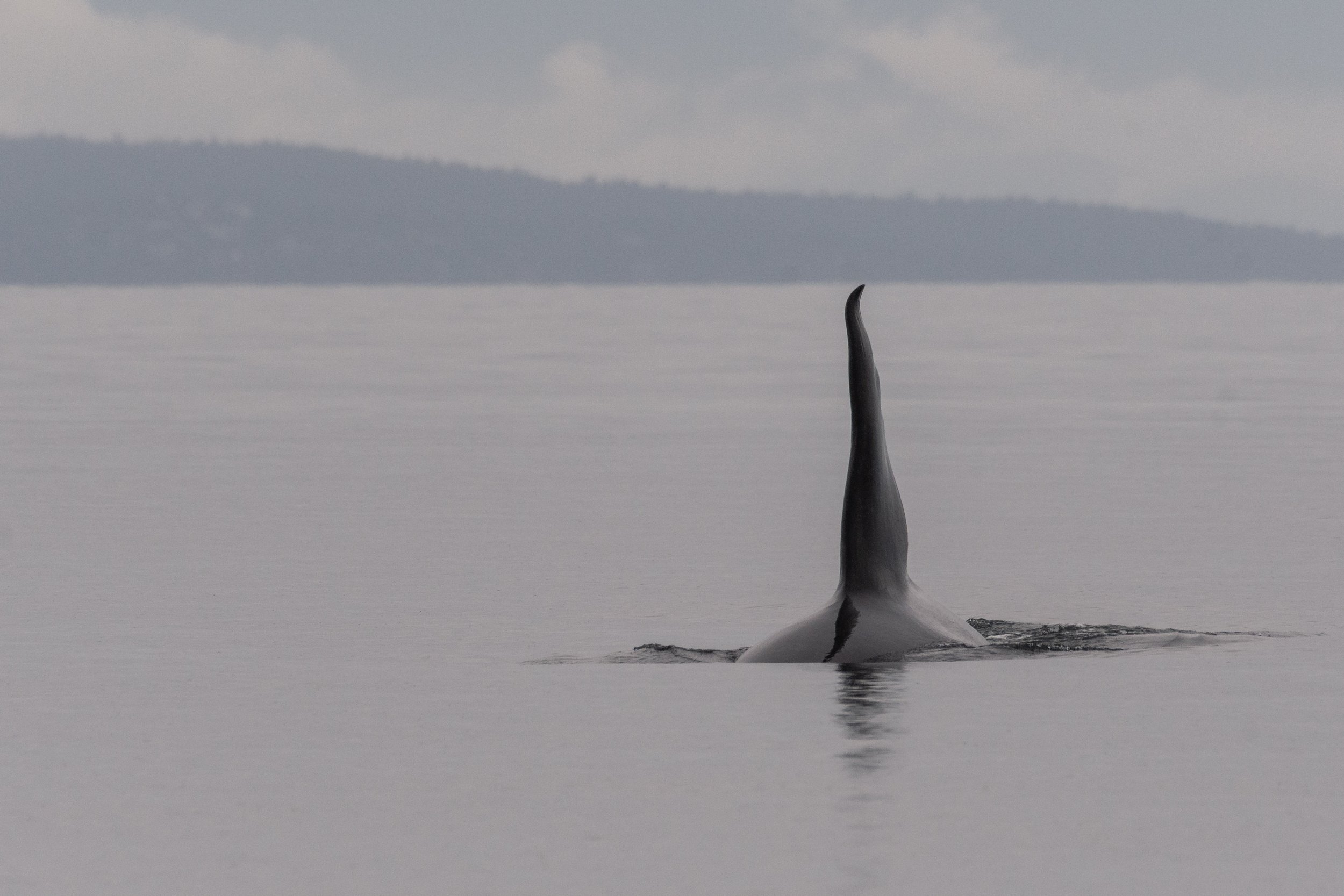 October 1, 2026 - A Serving of Humpback Soup, Plus Chainsaw during our Adventure!