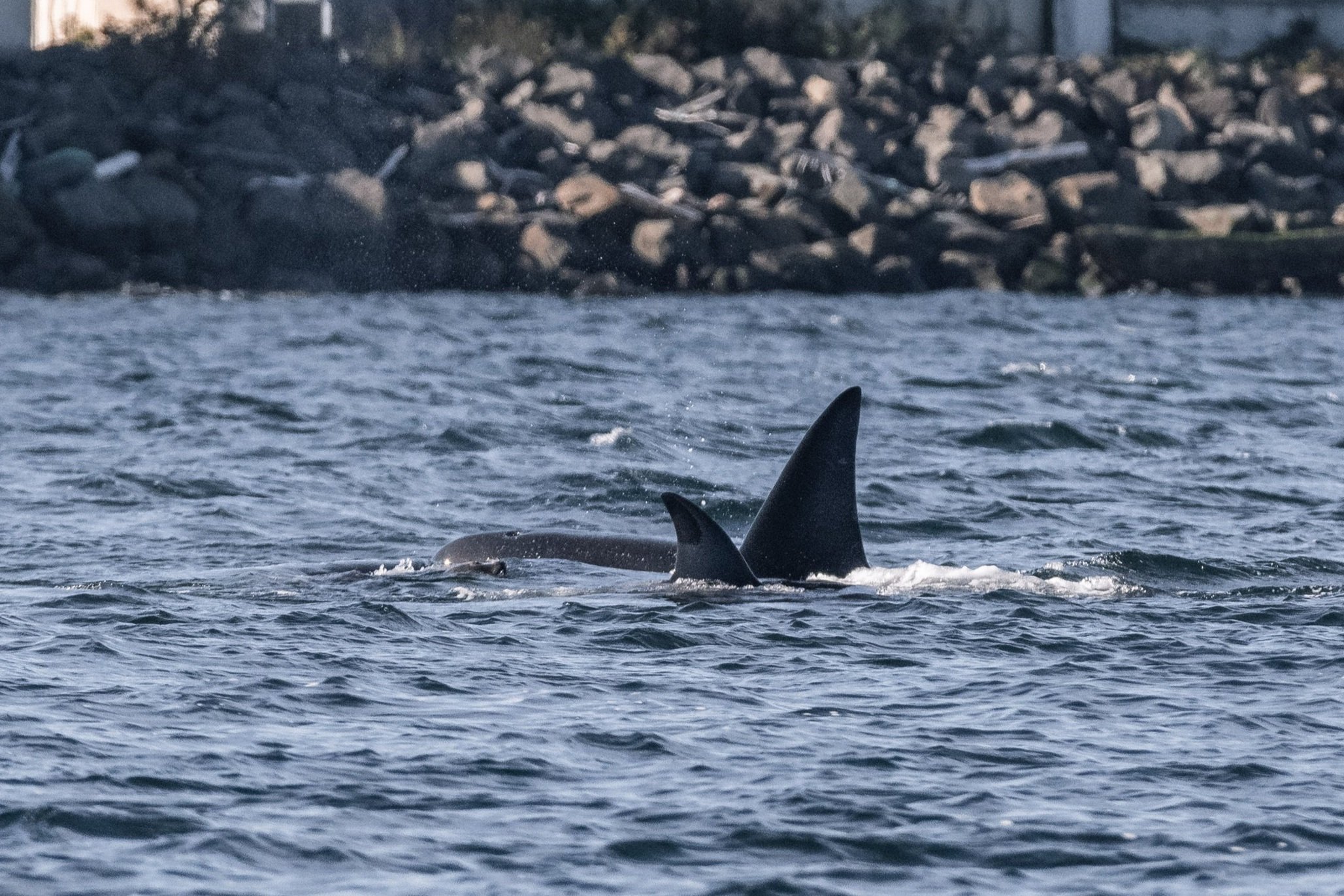 October 3, 2026 - Orca outside the harbour (and a double double of humpbacks)