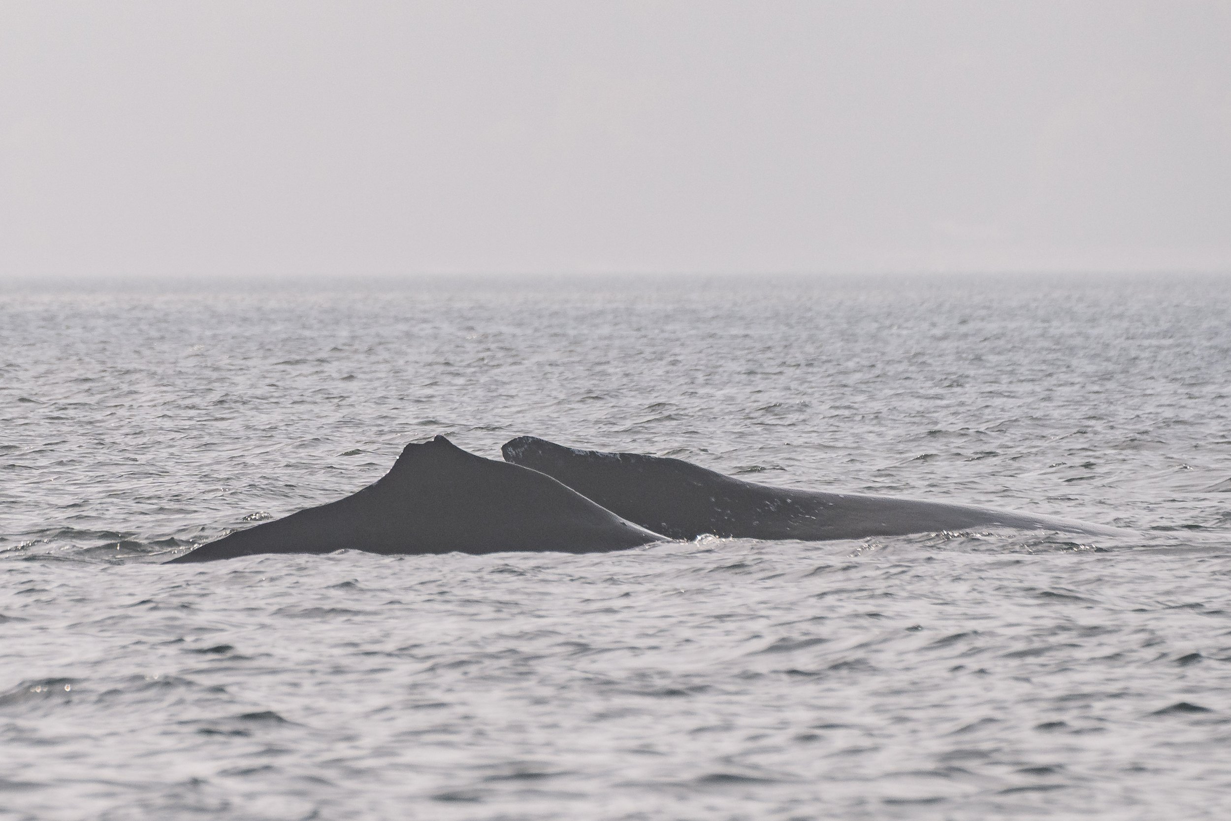October 5, 2026 - Humpbacks in the fog!