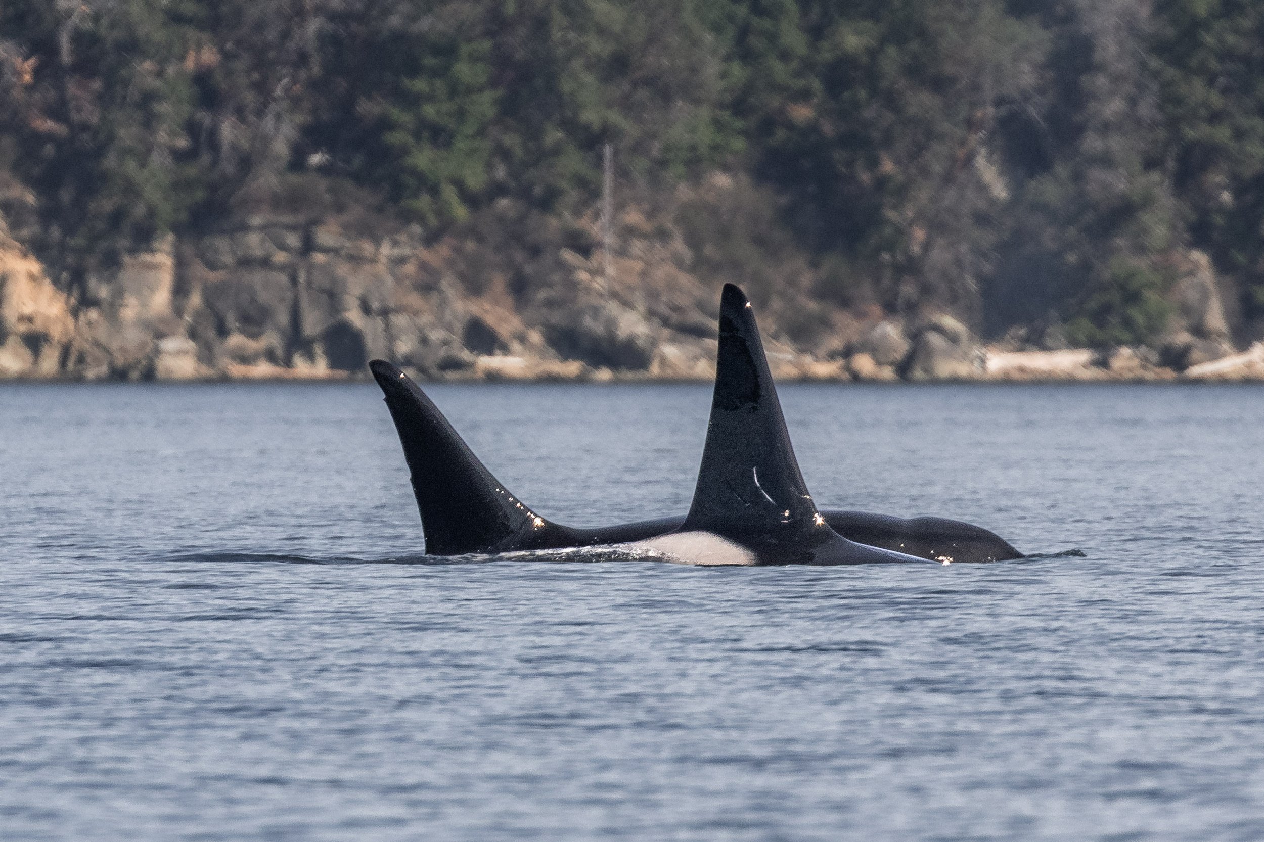 October 4, 2026 - Two pairs of whales