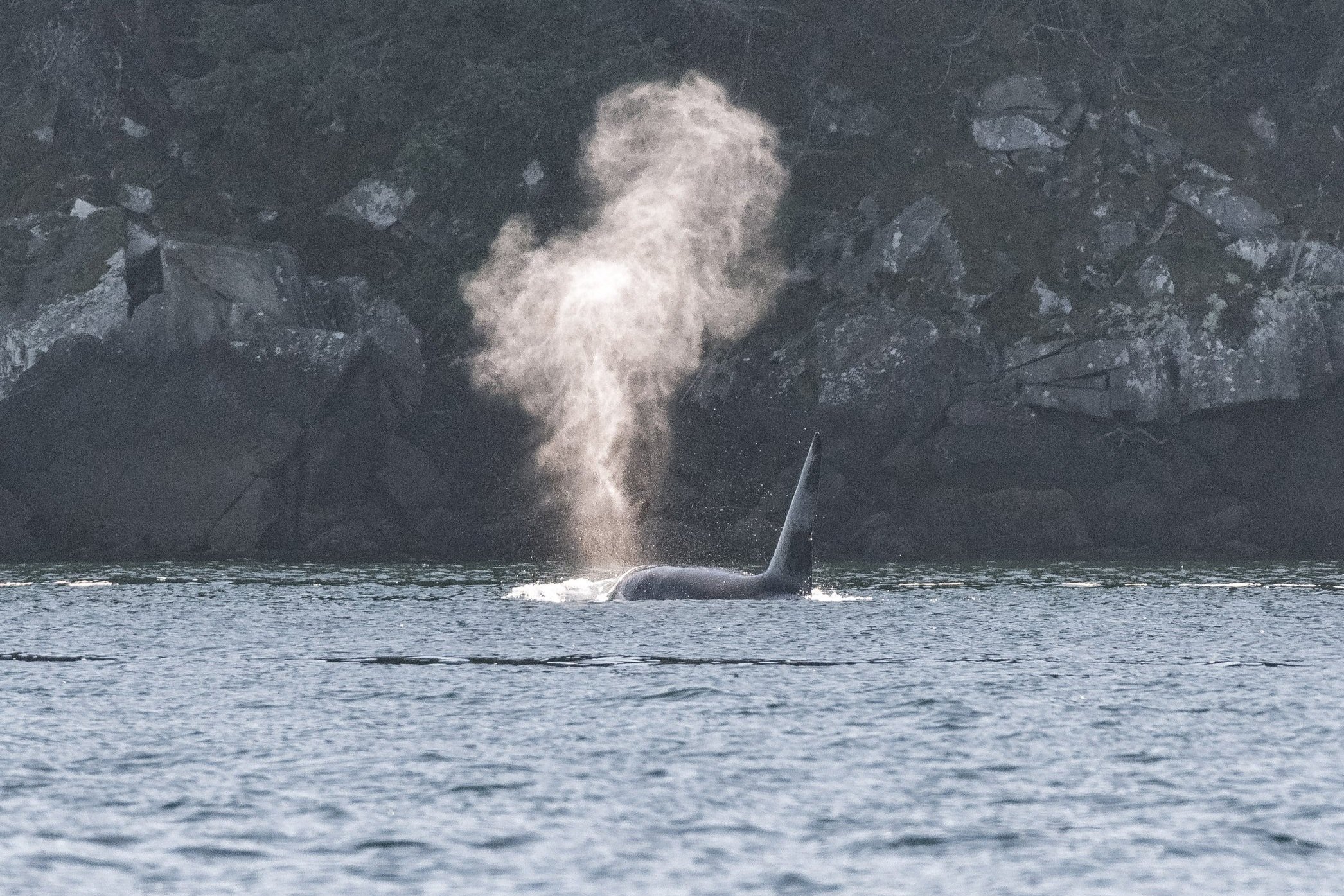 October 7, 2026 - Sleepy humpbacks by Entrance Island, and a lone orca near Active Pass