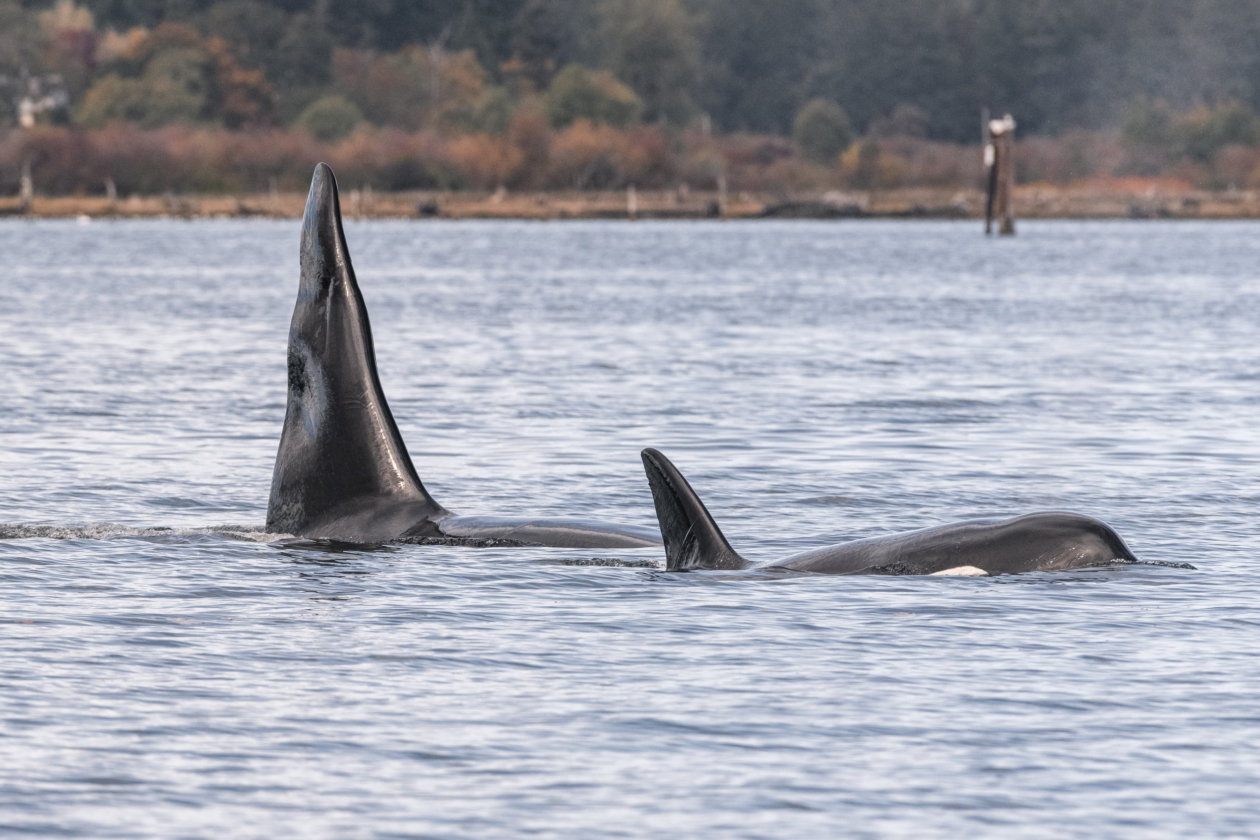 October 9, 2026 - Orcas in Cowichan Bay