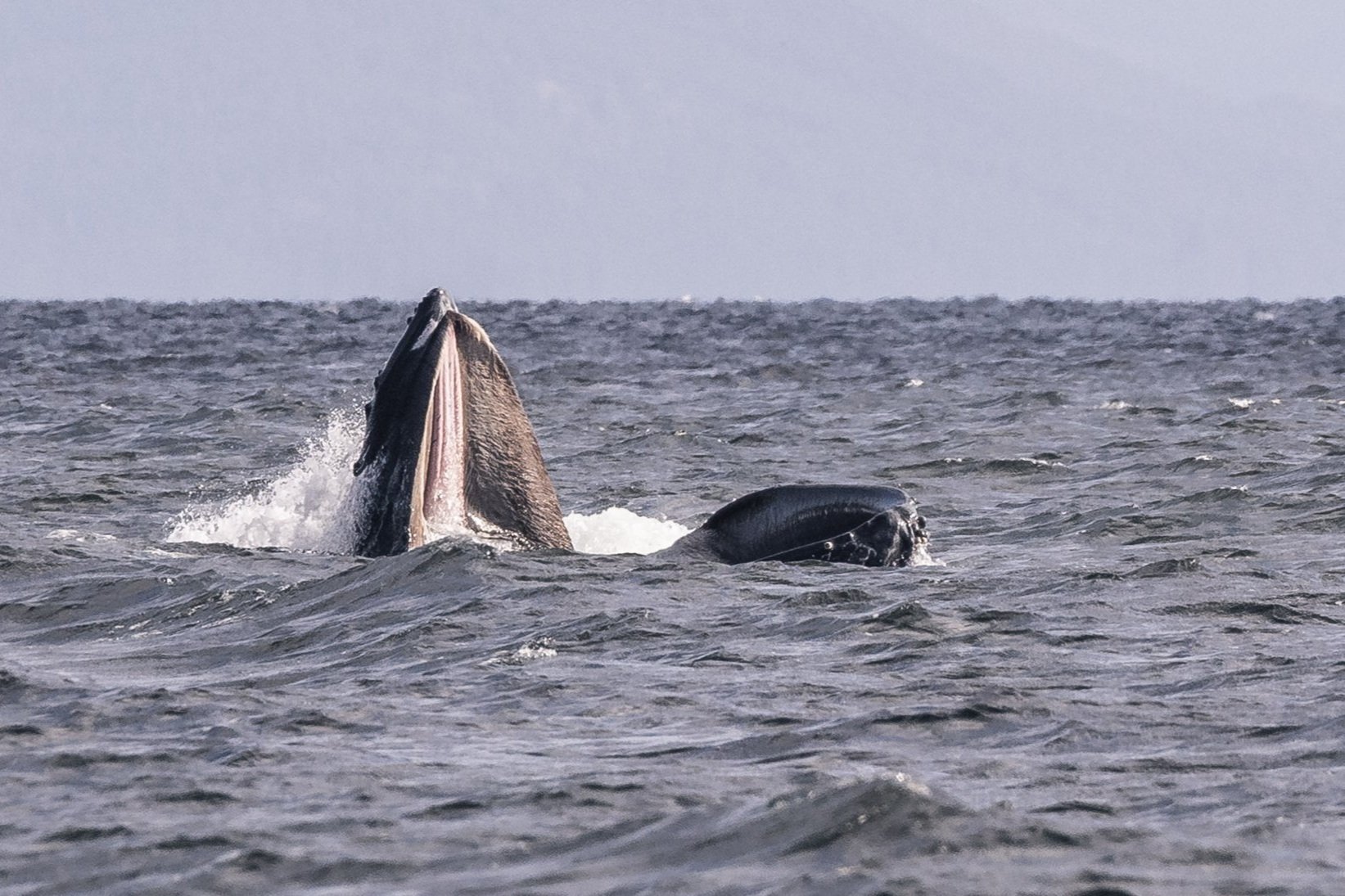 October 10, 2026 - A Day of Humpback Surprises