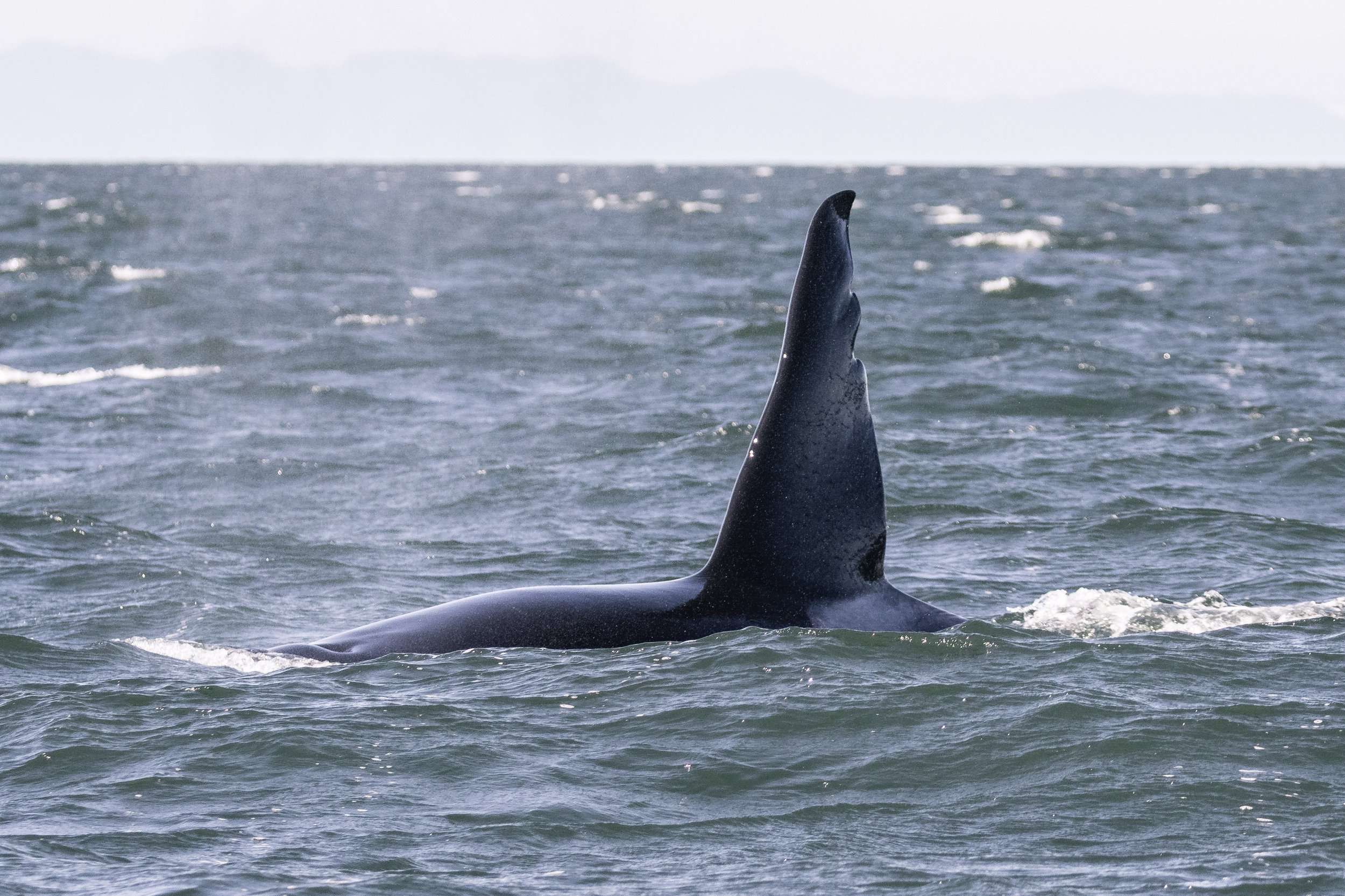 October 11, 2026, Semi-covered Vessel - Surfing the Salish Sea