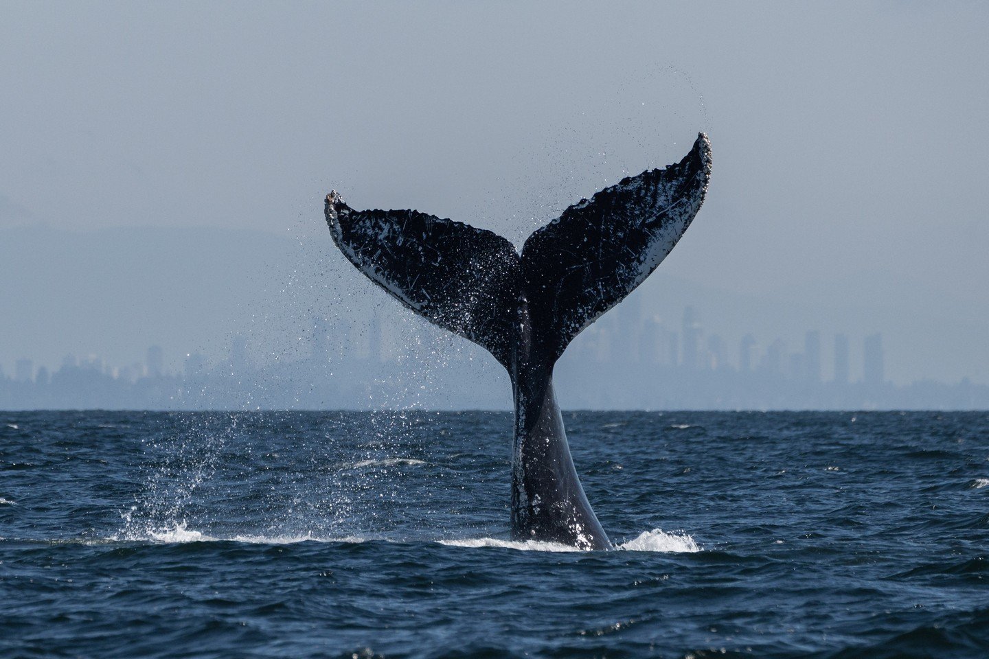 Can you recognize this fluke?

The underside of a humpback whale's tail is like a fingerprint; no two whales are the same! 

Variation in shape, pigmentation patterns and scarring offer clues as to who you are looking at when it comes to humpback wha