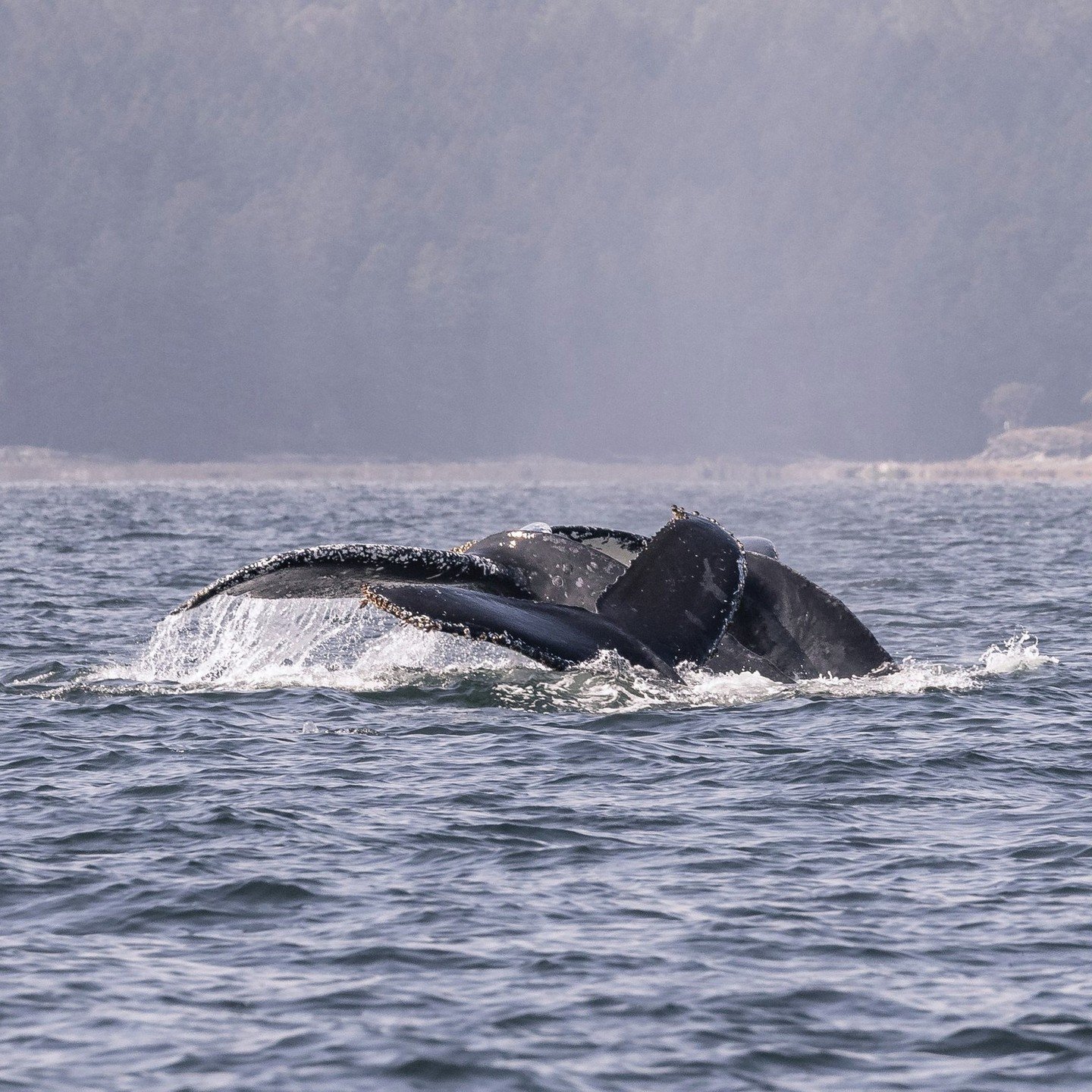 This once-in-a-lifetime shot of not one, not two, but three humpback whales diving side by side was captured on our September 13th tour! Heron (Hecate's 2024 calf), Forge (Anvil's 2022 calf), and Manta were all together during this beautiful moment.
