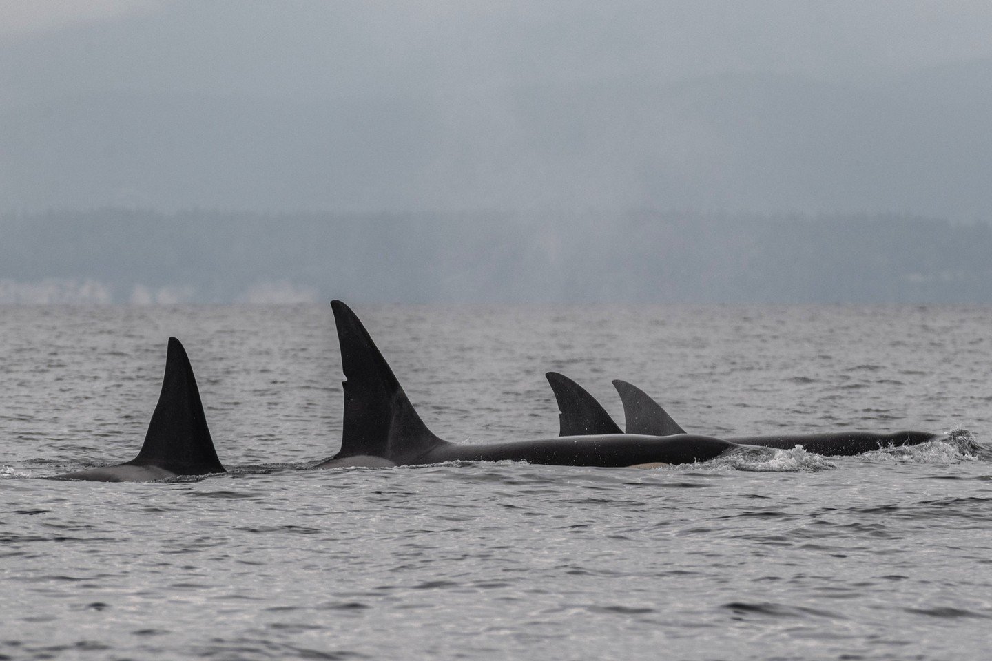 We often talk about how family is an important part of an orca's life, and how those family dynamics can change as a matriline grows.

The T037s are a great example of how complicated these family trees can become. T037A1 Inyo, T037A Volker's eldest 