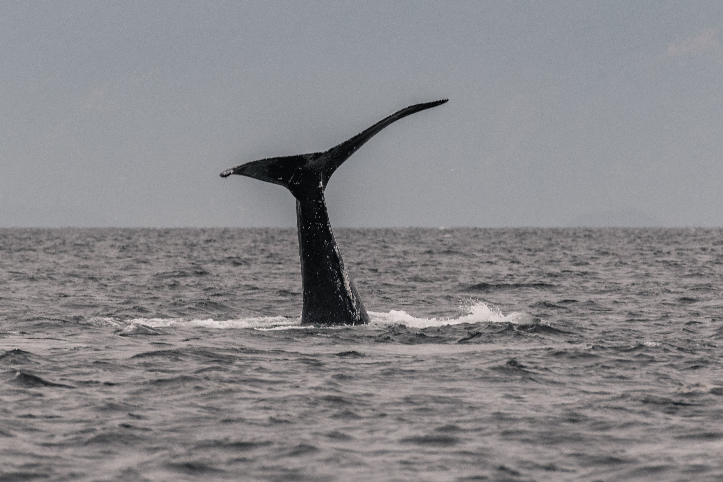 October 13, 2026 - Humpbacks flaunting their stuff!