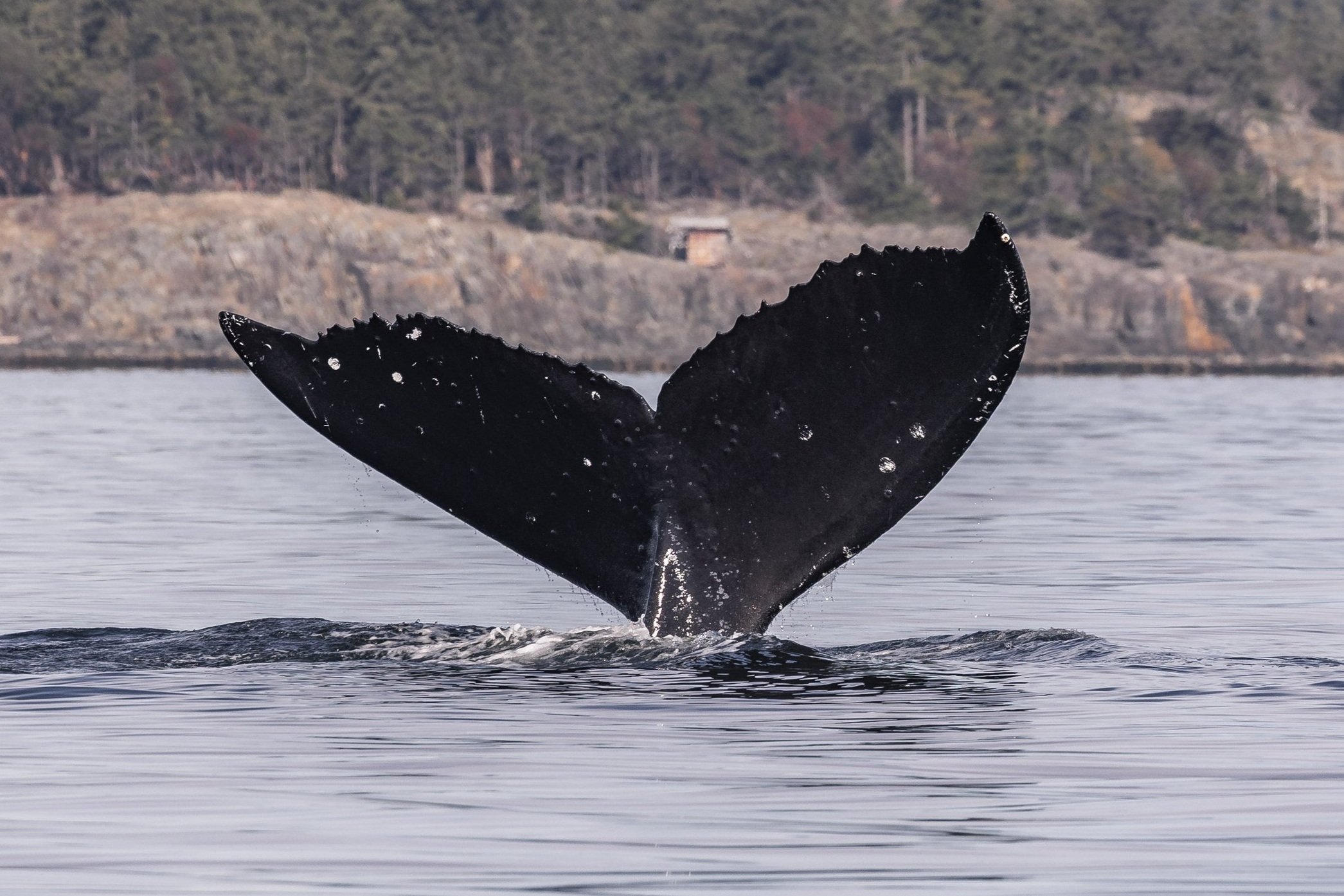October 12, 2026 - Many humpback associations throughout the Strait