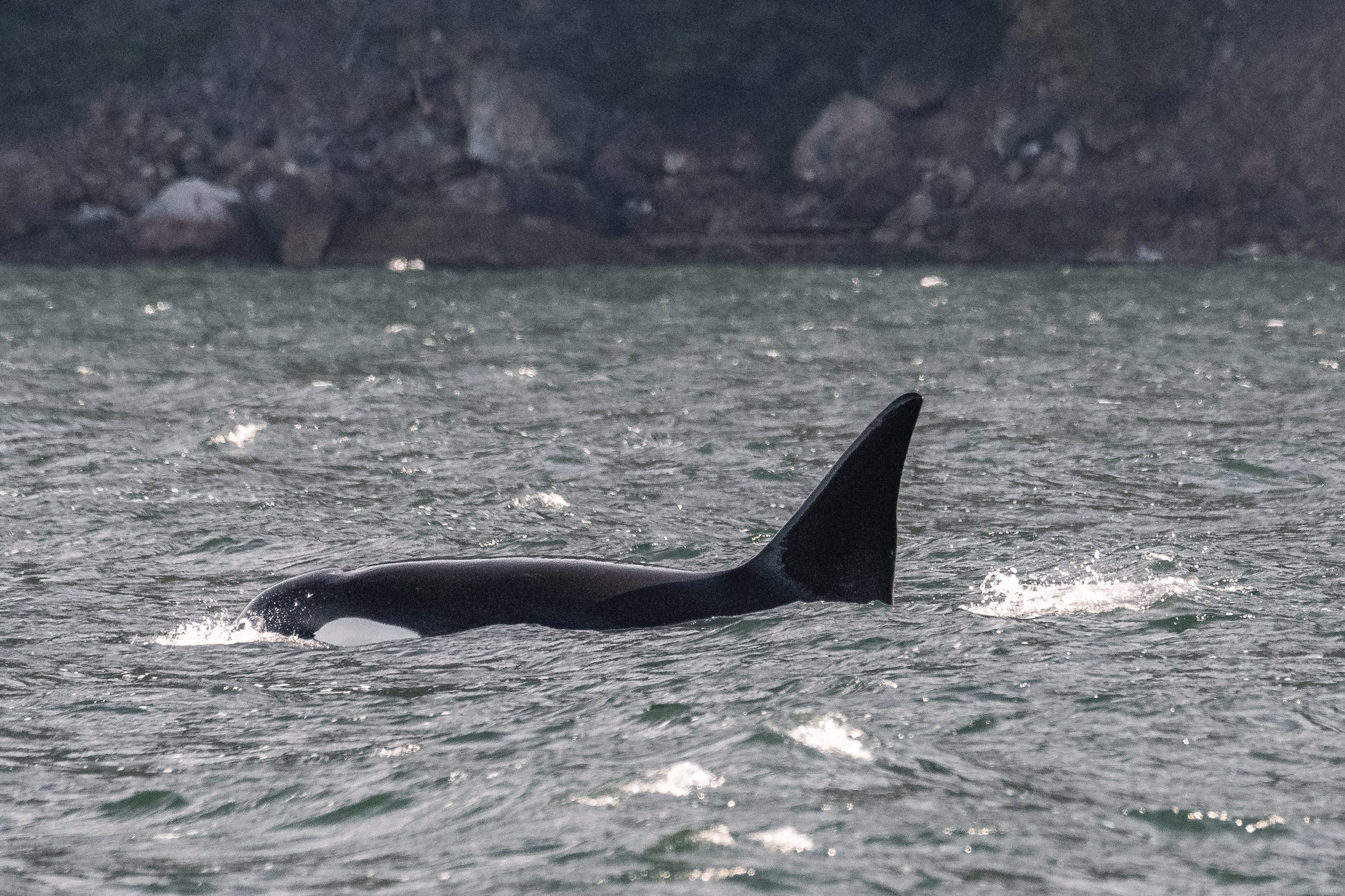 October 15, 2026 - Enjoying all sorts of whales in Howe Sound