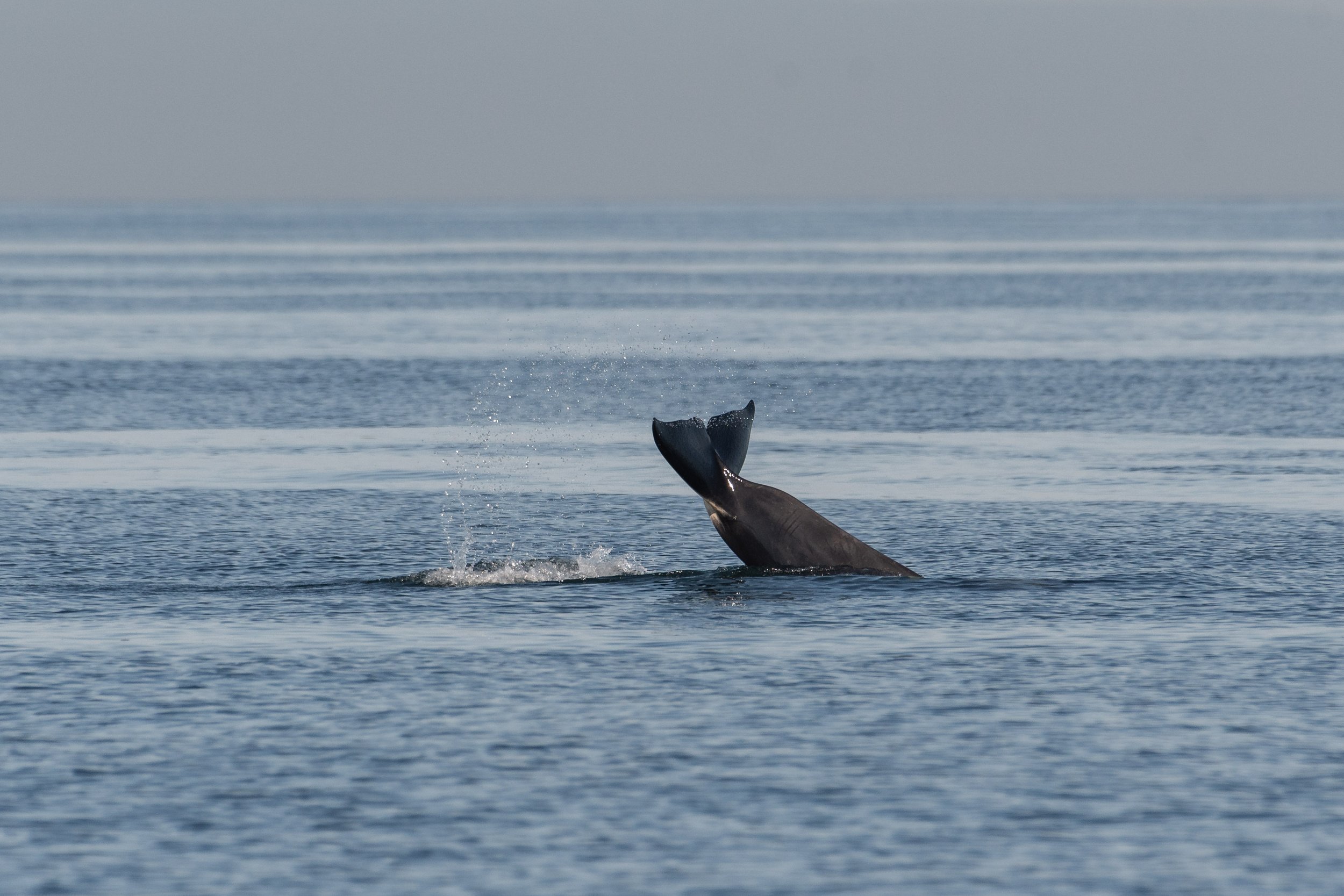 October 16, 2026 - A Long Day of Wildlife Encounters in the Strait of Georgia