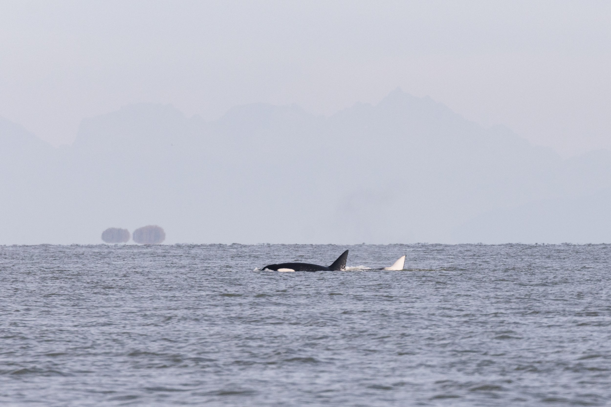 October 18, 2026 - Humpbacks spread across the Strait of Georgia, plus some interacting with orca! 