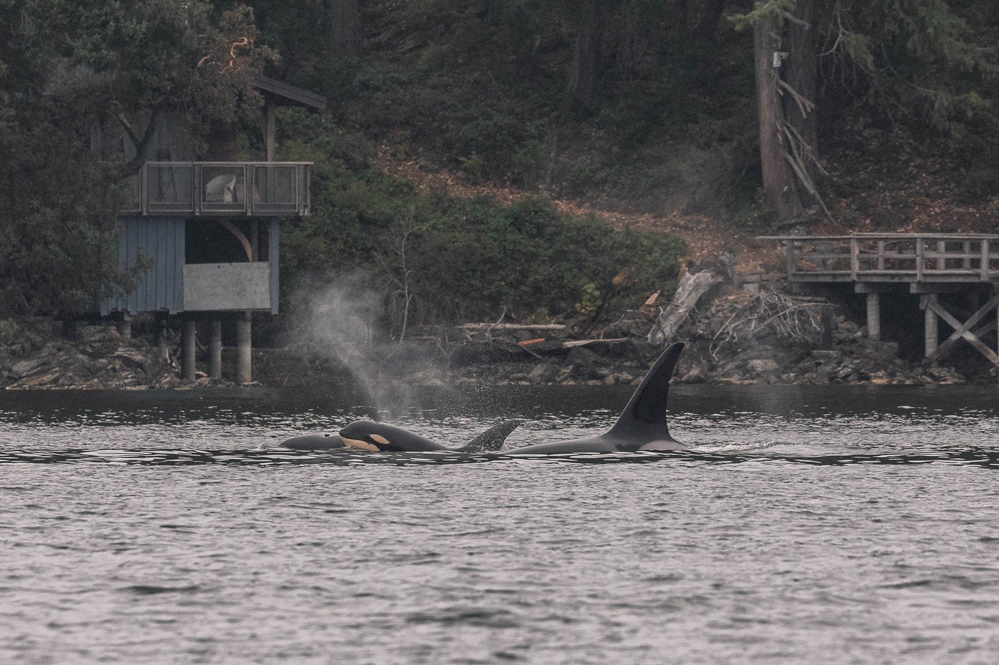 Meet the T109As! 🫍

Nicknamed &ldquo;The Runaways,&rdquo; this family group played an important role in shaping our understanding of Bigg&rsquo;s, or transient, killer whale social structure.

Early research into killer whales was heavily influenced