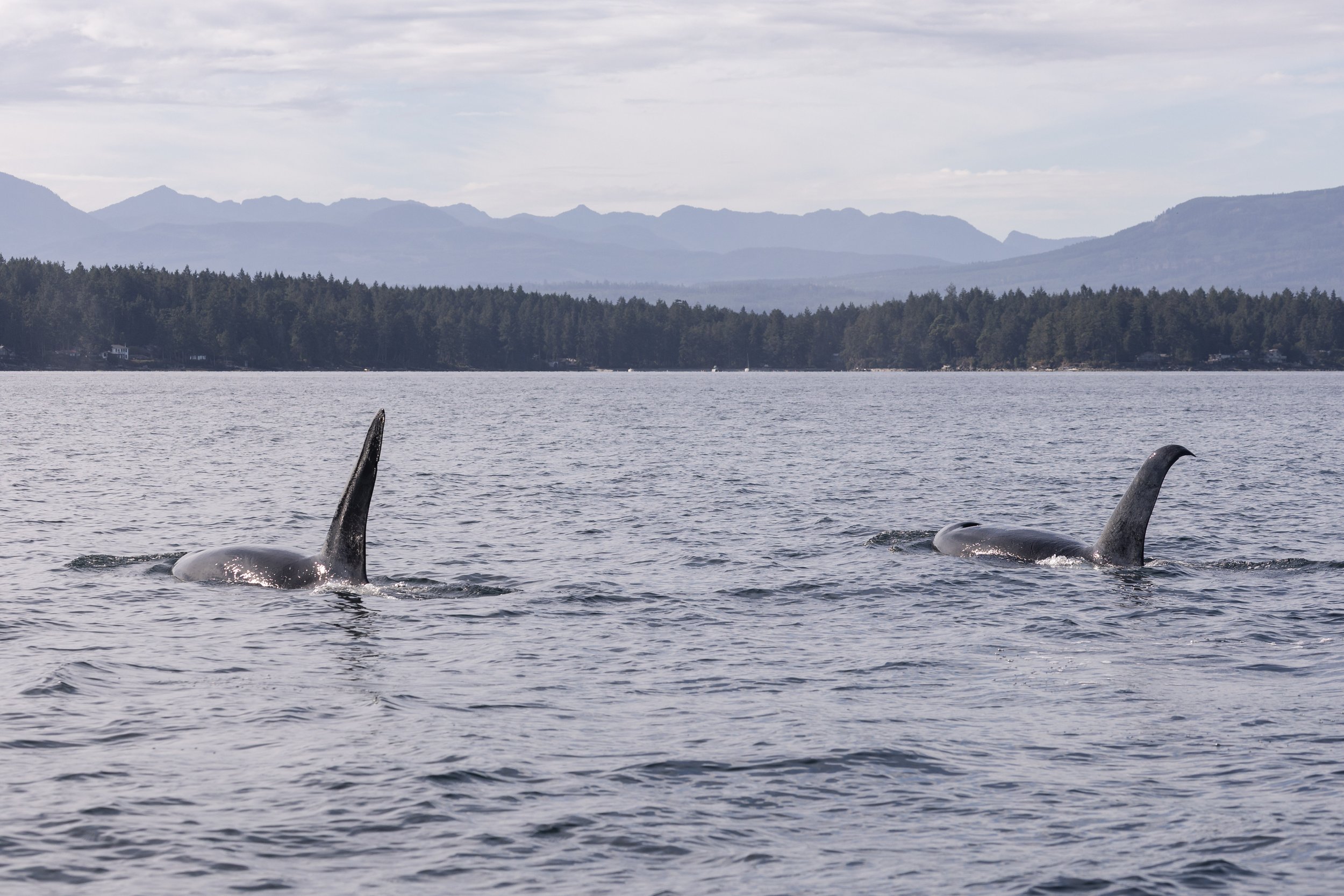 October 19, 2026 - Humpbacks and Orca close to Entrance Island