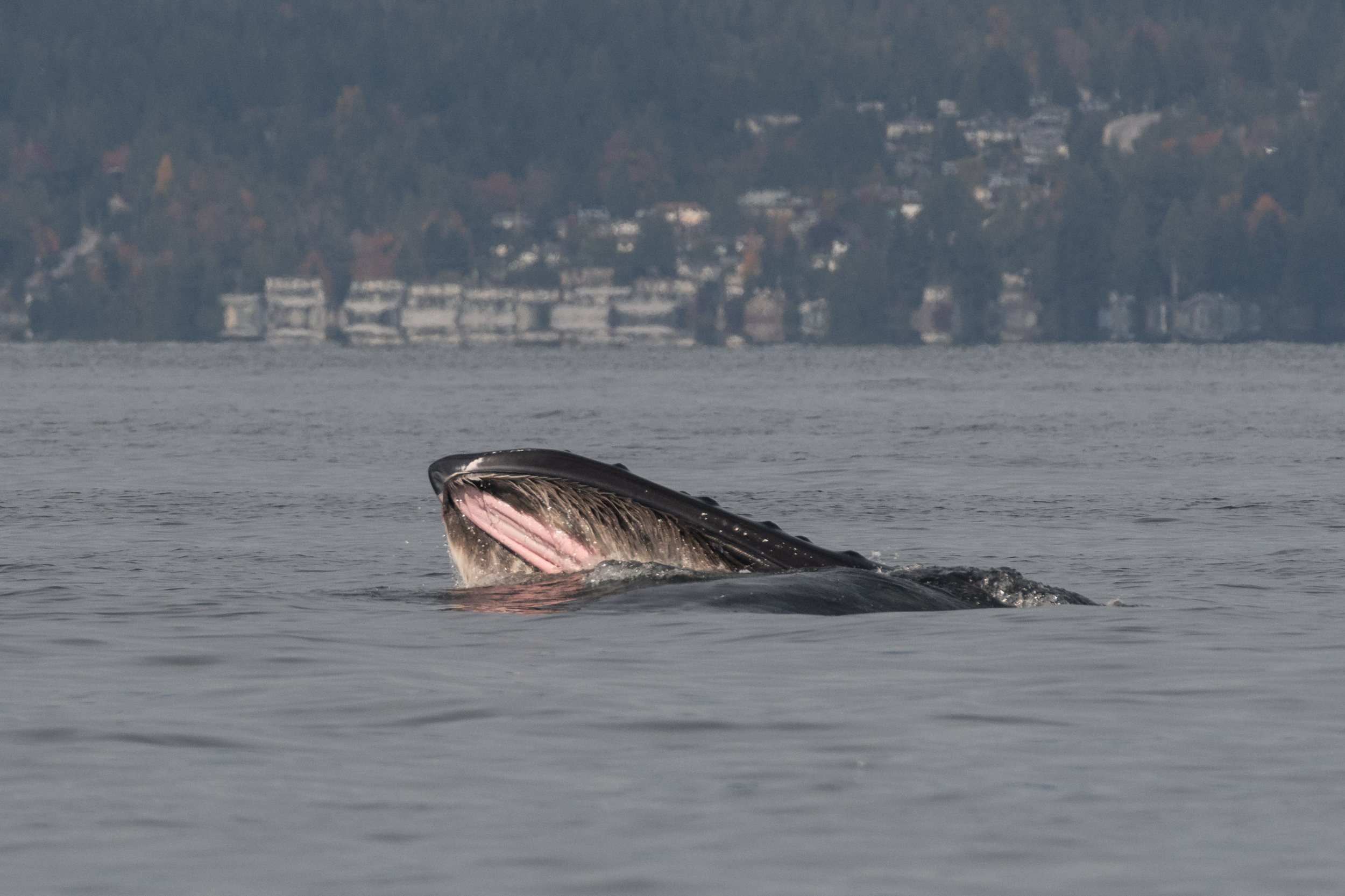 October 21, 2026 - A Baker's Dozen of Humpback Whales