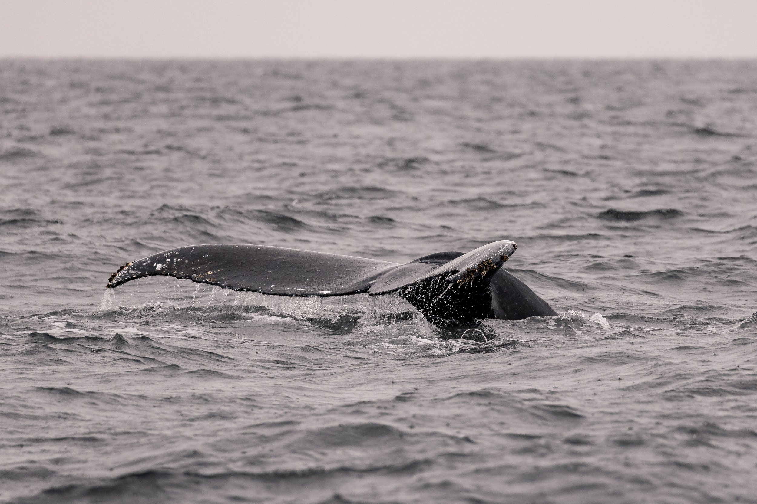 October 24, 2026 - A quiet October day with a trio of humpbacks