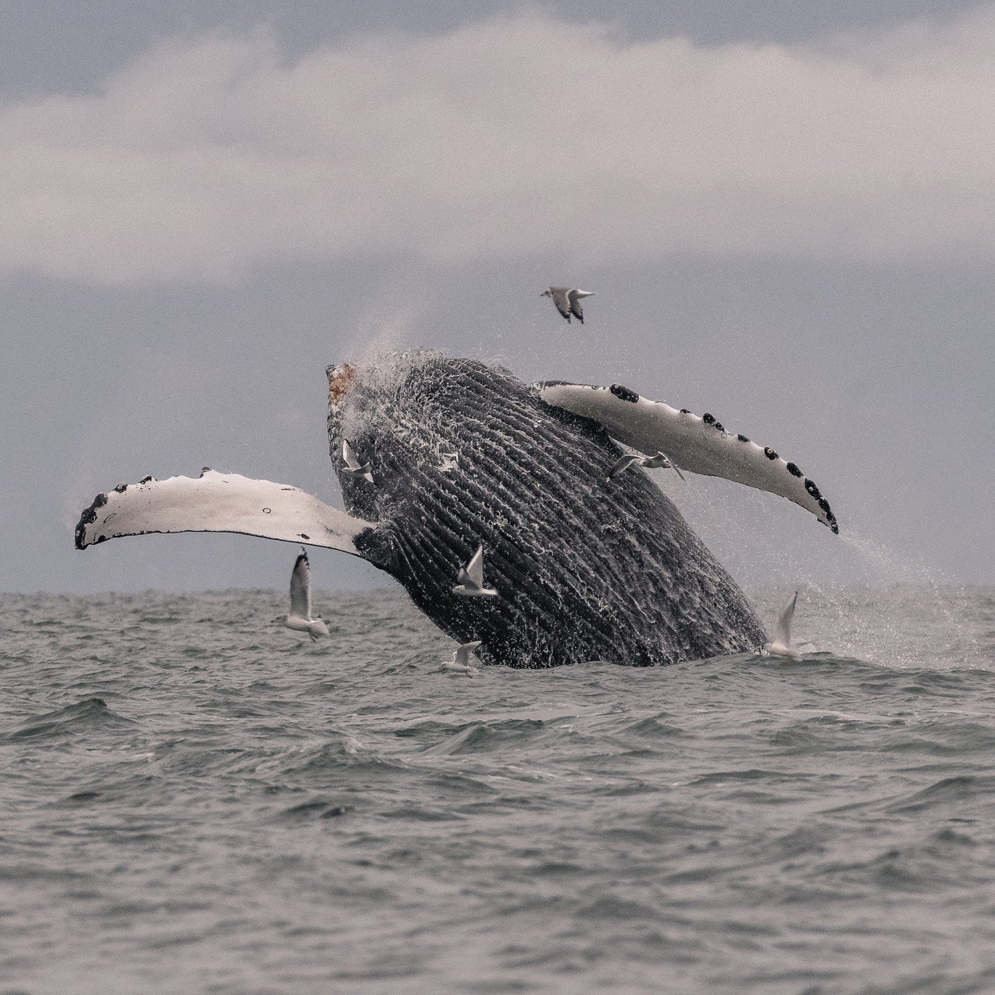 We are jumping for joy that it is finally the weekend! 🐳 This photo is of Sherwina (BCY0961), who was breaching during our October 27th tour. We hope everyone has a fun and safe Halloween! 🎃 

📸: Hayleigh Hilbert via telephoto lens