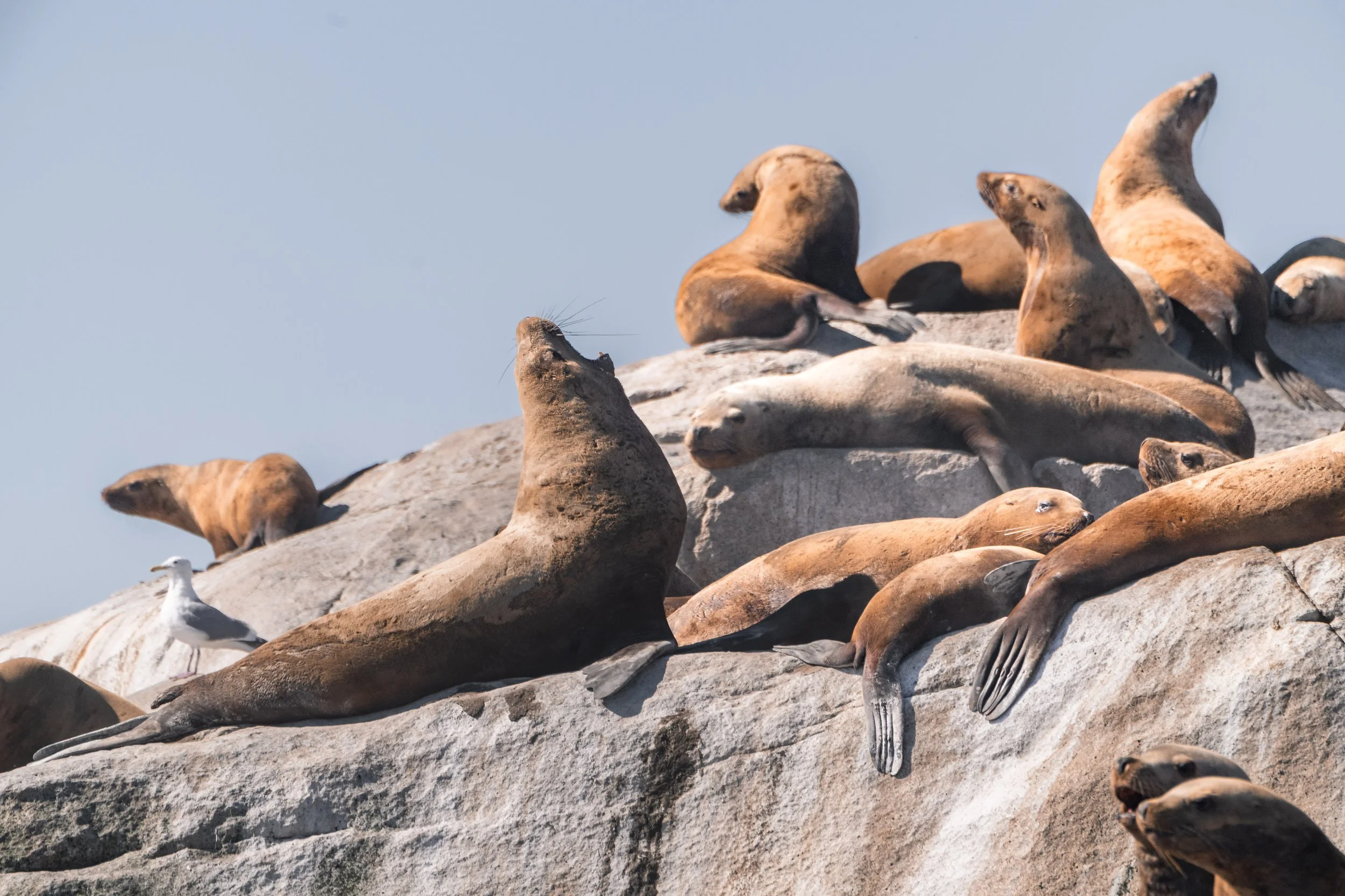 A Steller Sea Lion growls at the top of the White Islets.