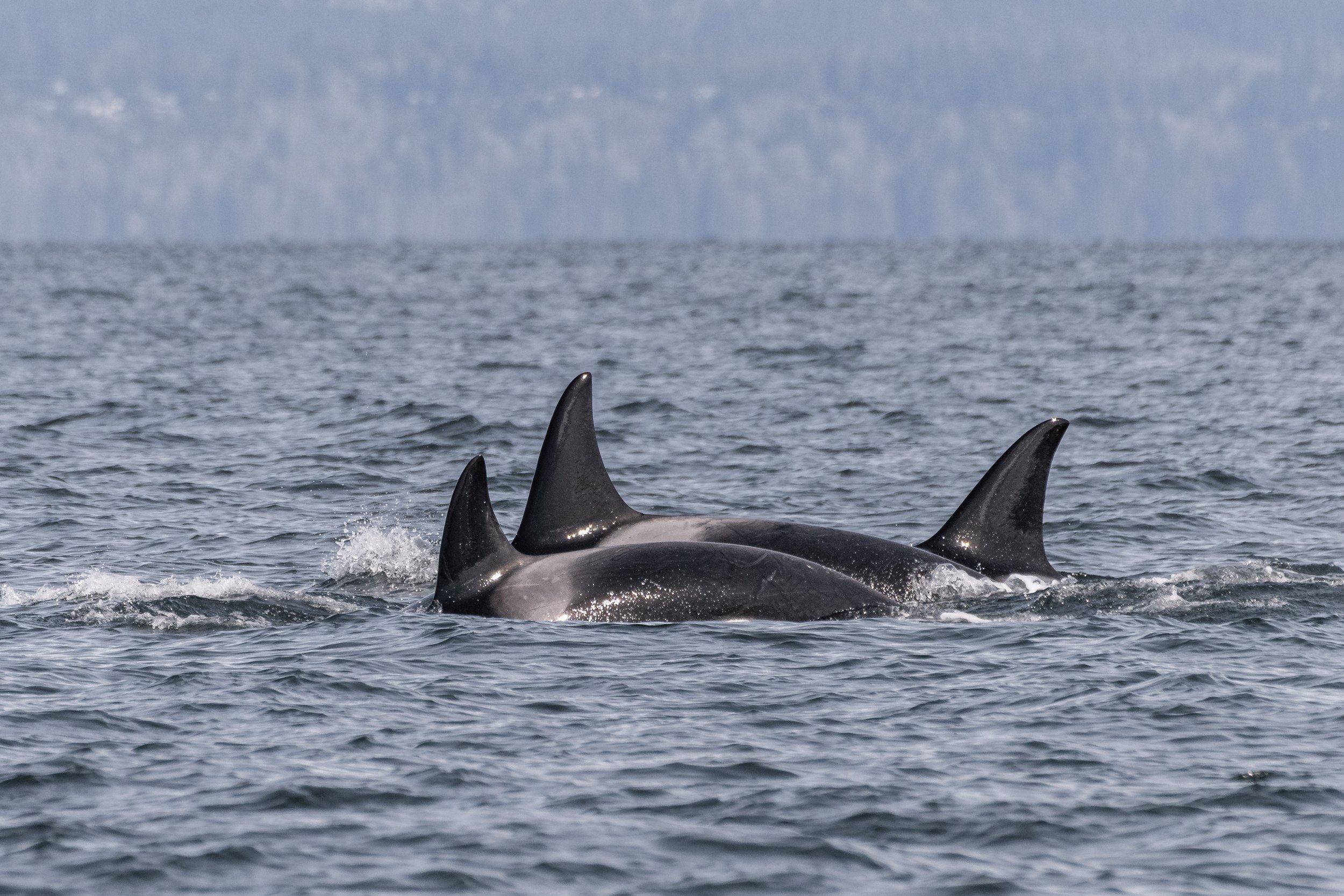 T060G Uncia, T060F Tigris, and T060 Panthera travelling
