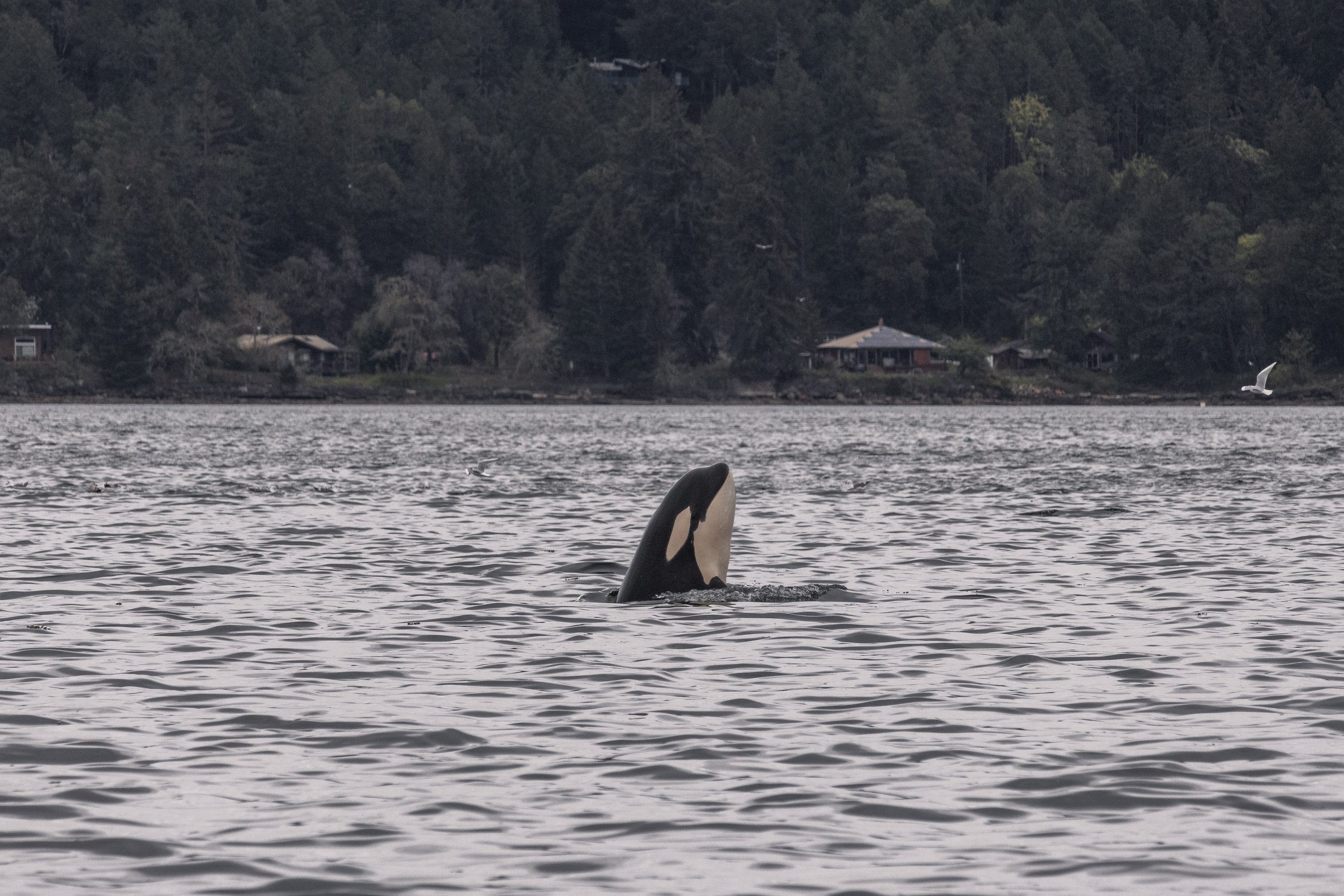 T086A5 Siku Biggs Killer Whale spy hop after a hunt