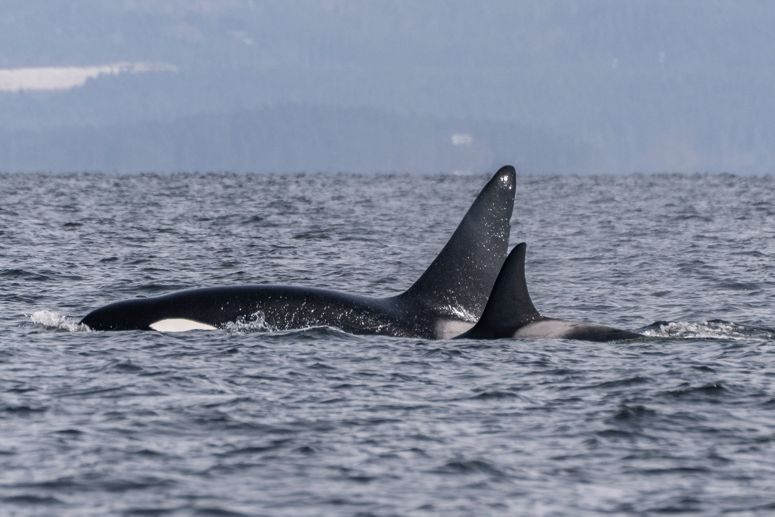 T060C Yelnats travelling with T060F Tigris