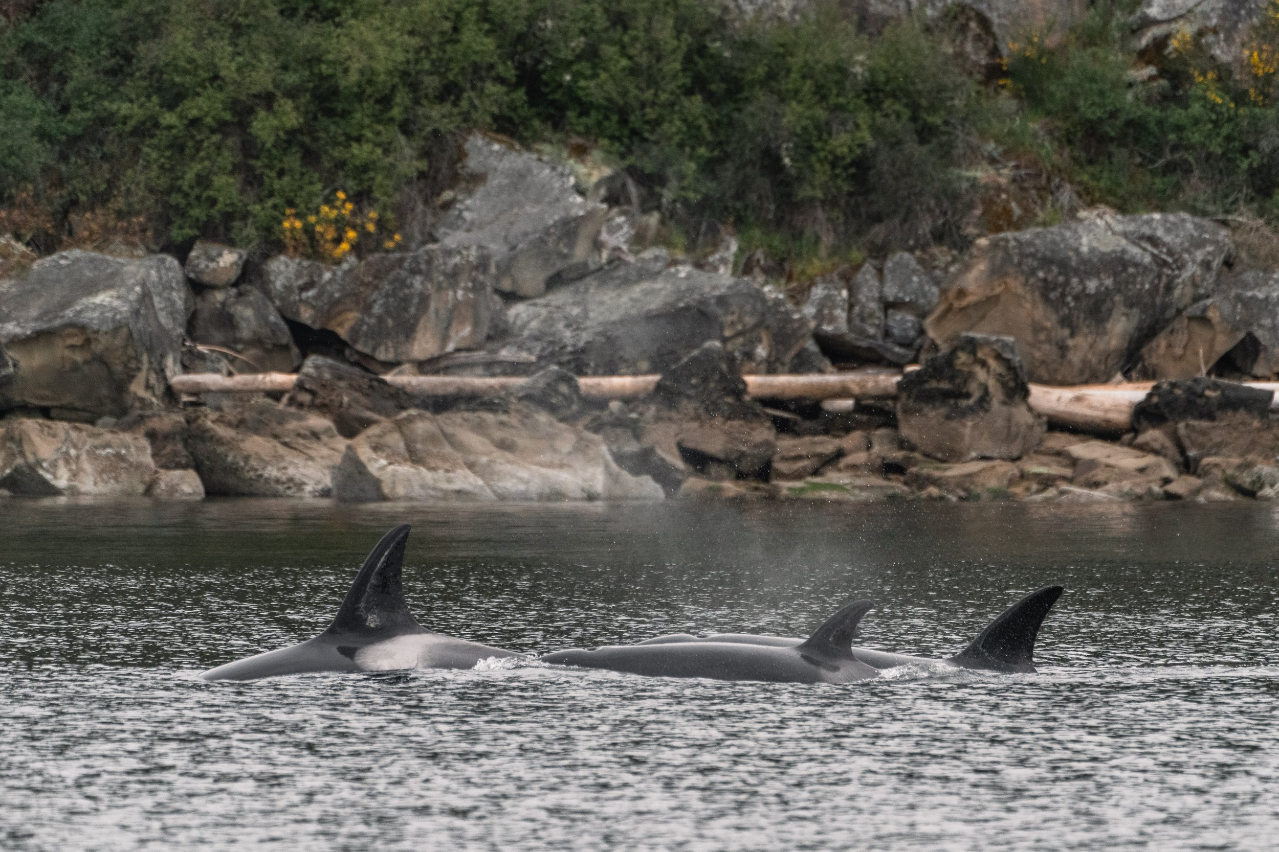 The T086As surfacing together in Trincomali Channel, British Columbia