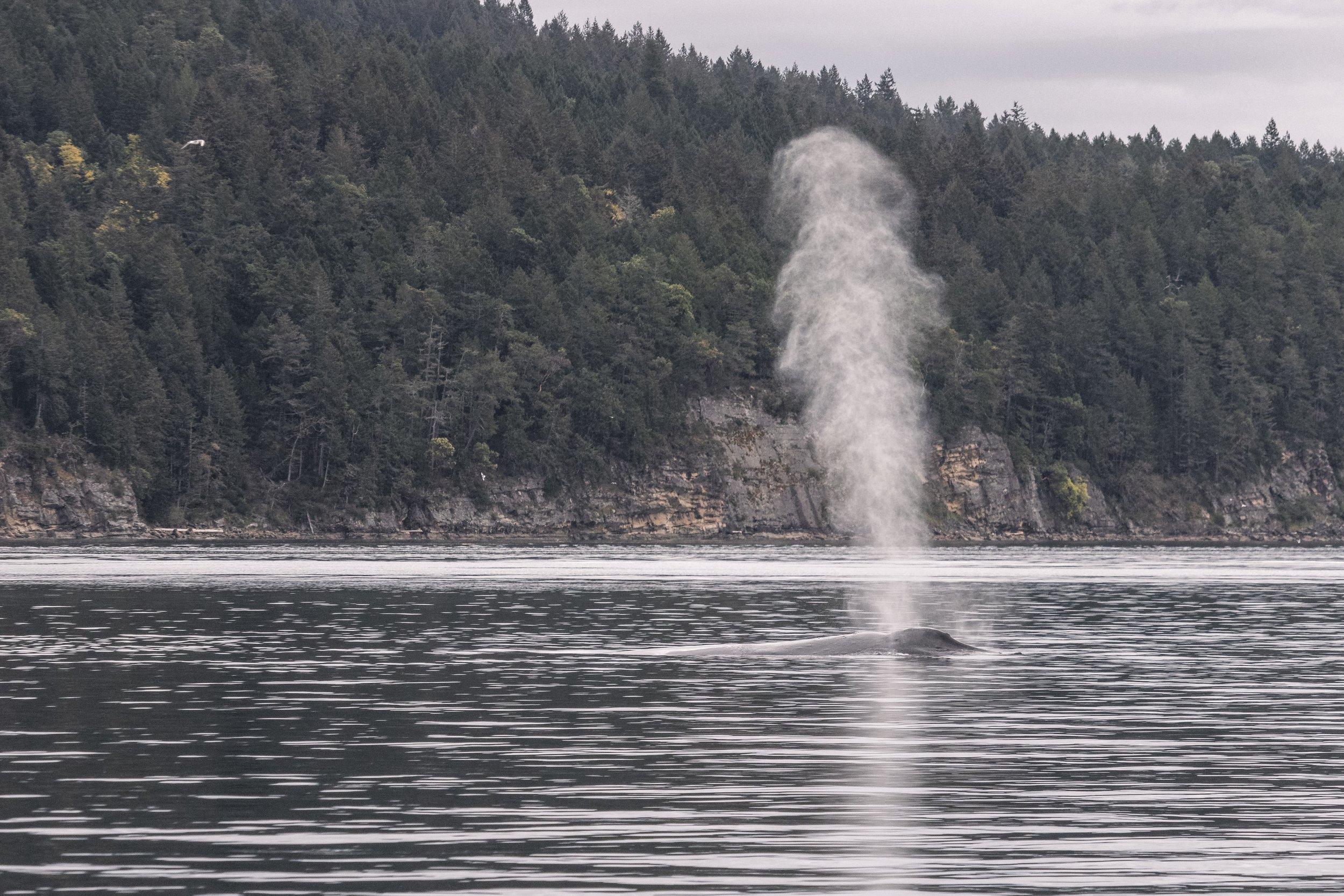 Humpback Whale Blow in calm waters in British Columbia