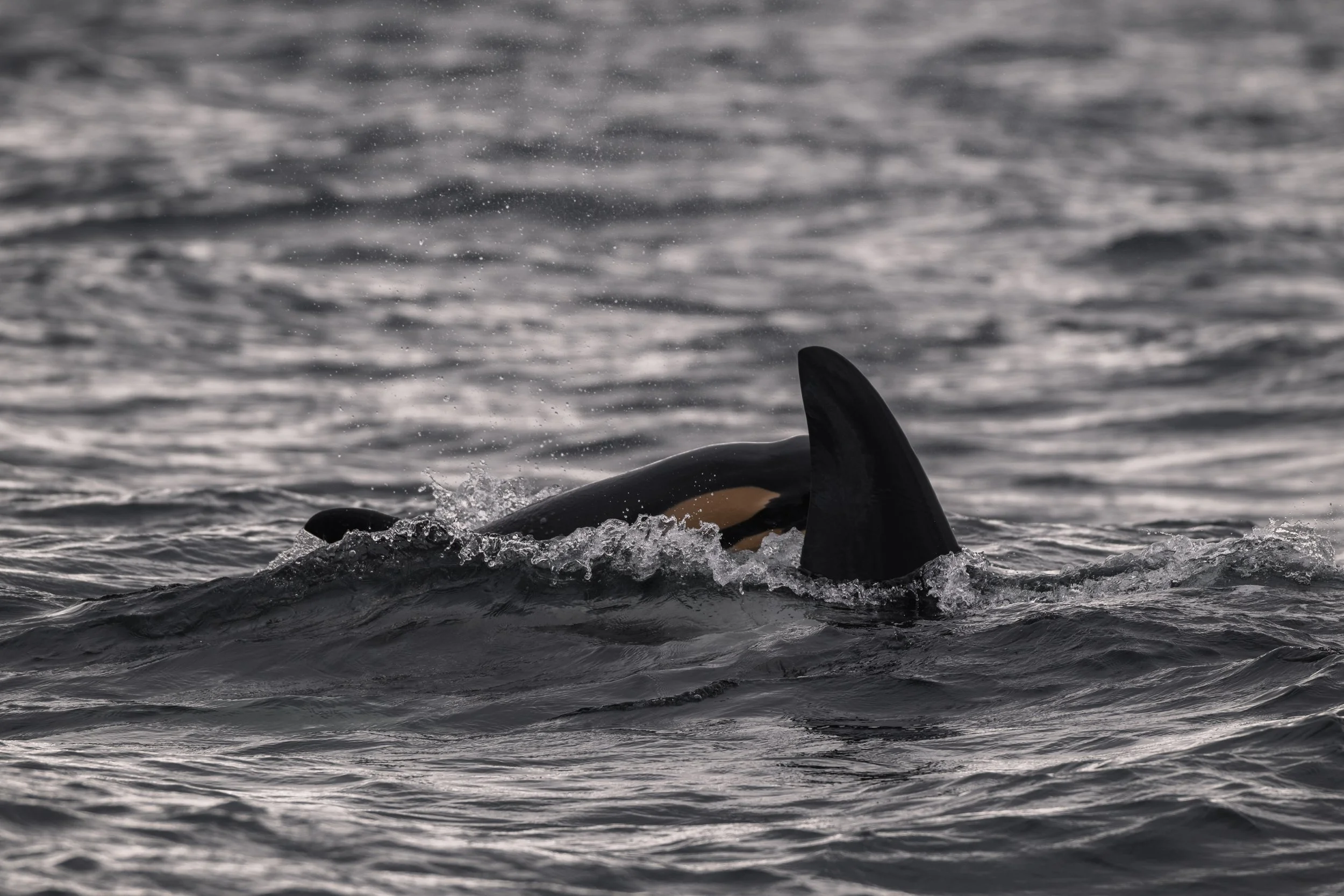 T049A7 peeking through the waves beside mom, T049A Nan.
