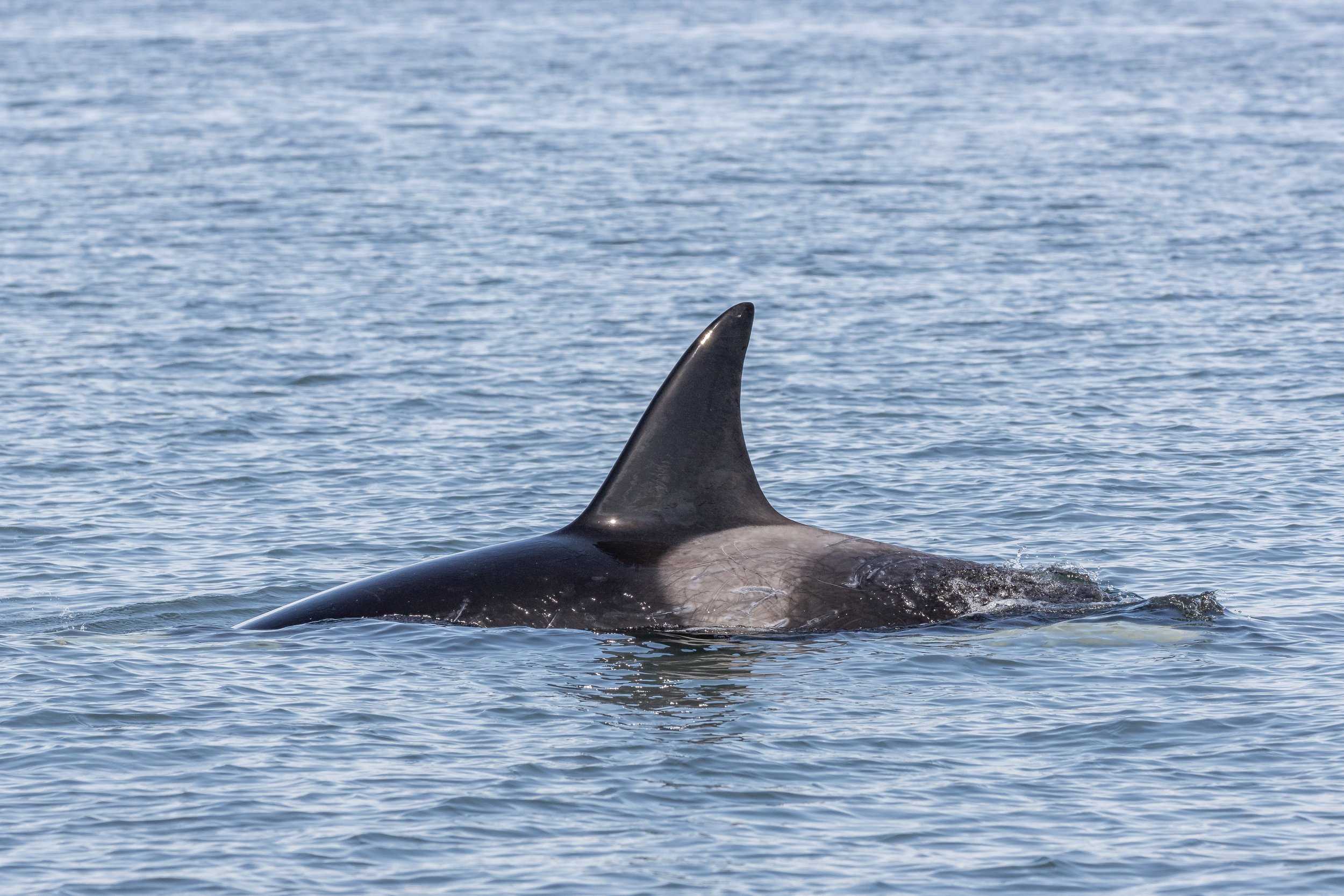 April 14, 2023 -The T071B's and the T124D's in the Strait April 14, 2023 -The T071B's and the T124D's in the Strait
