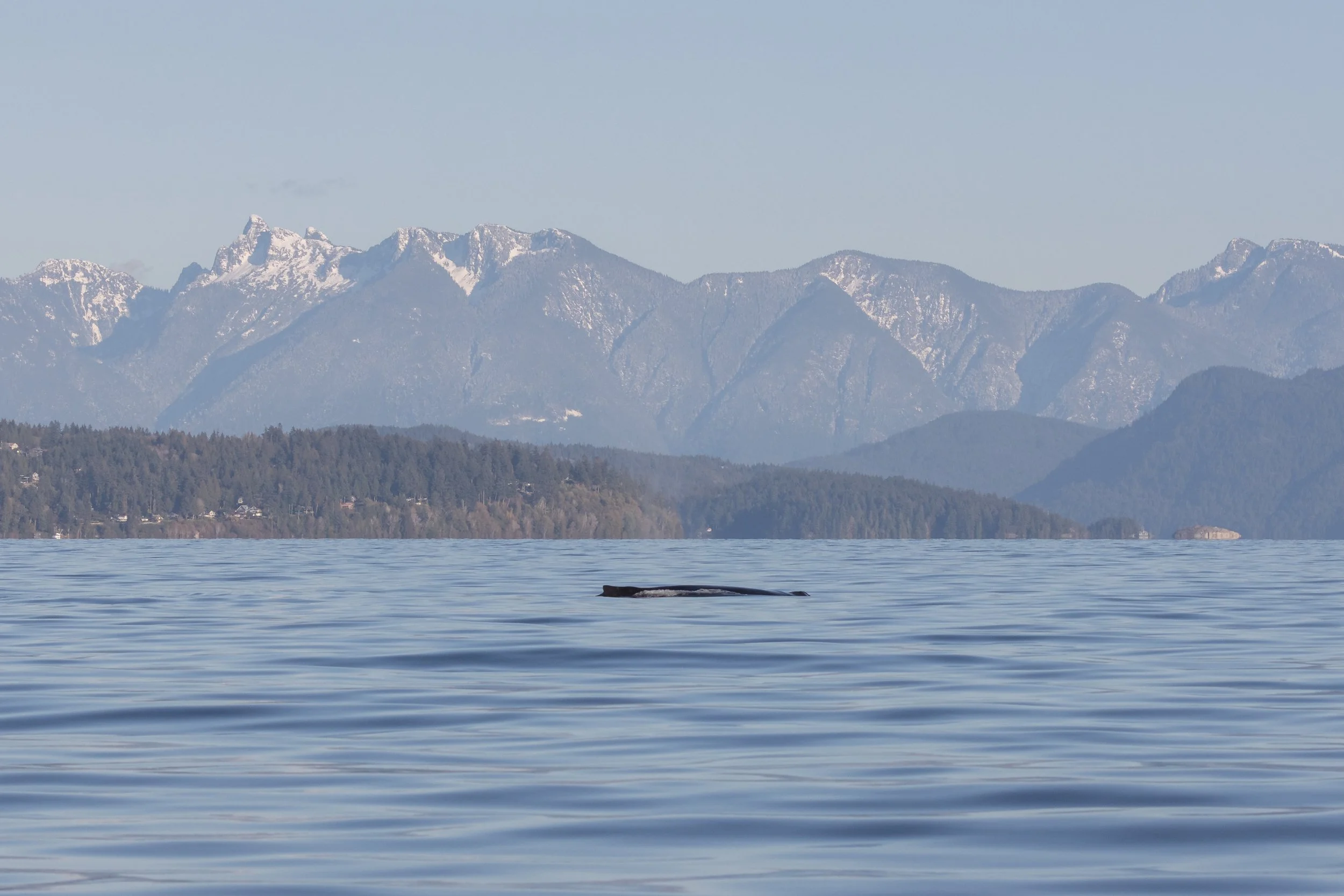 November 9, 2022 - 4 Humpback Whales along the Sunshine Coast!