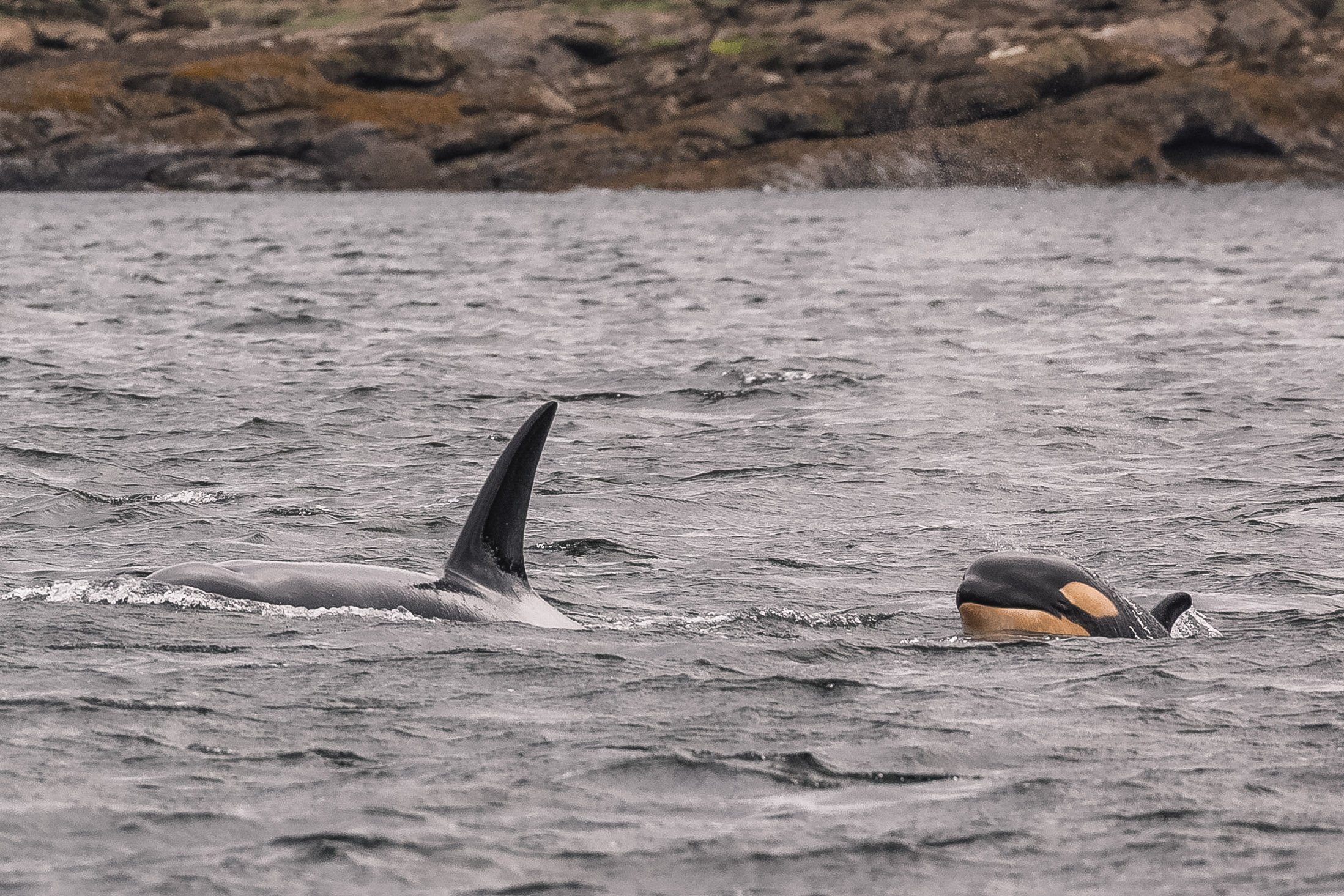 T071B Hood T071B4 orca travelling with calf