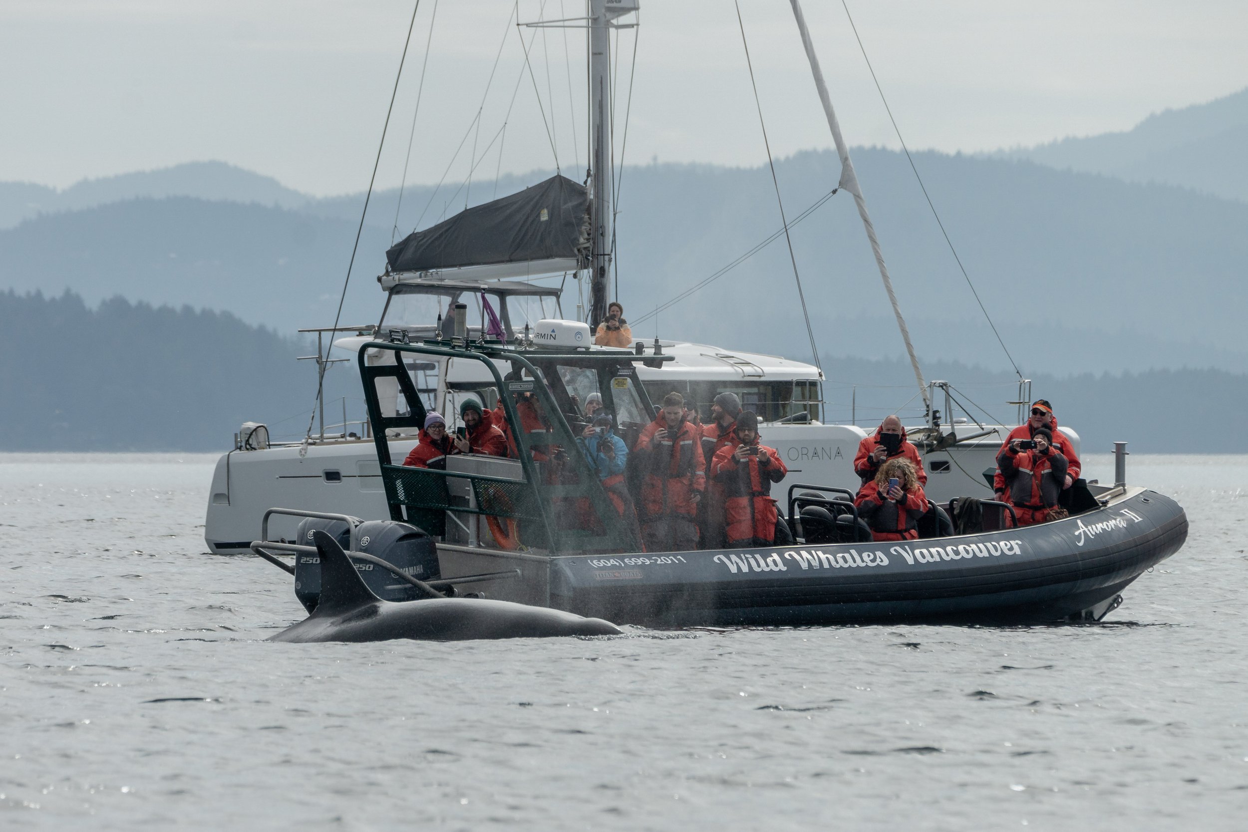 April 1, 2024 - No Joke, it was an amazing day with the T049As! — Vancouver  Island Whale Watch - Nanaimo BC