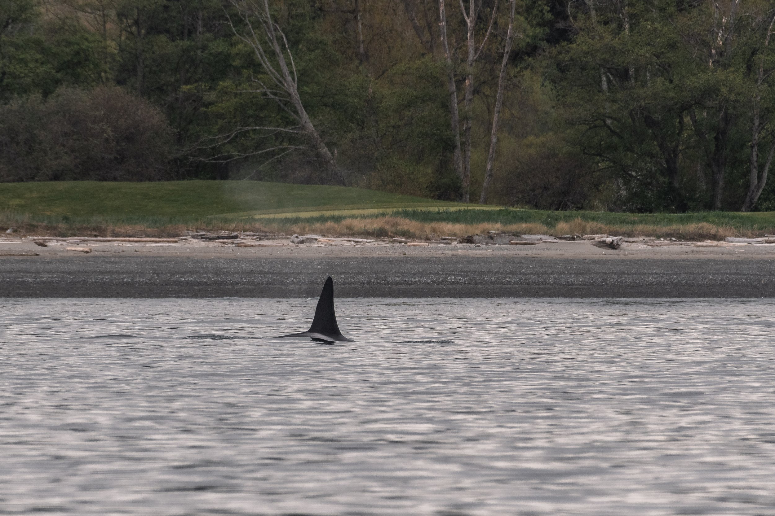 T051 Rosewell / Loner surfacing in the Salish Sea near Vancouver Island