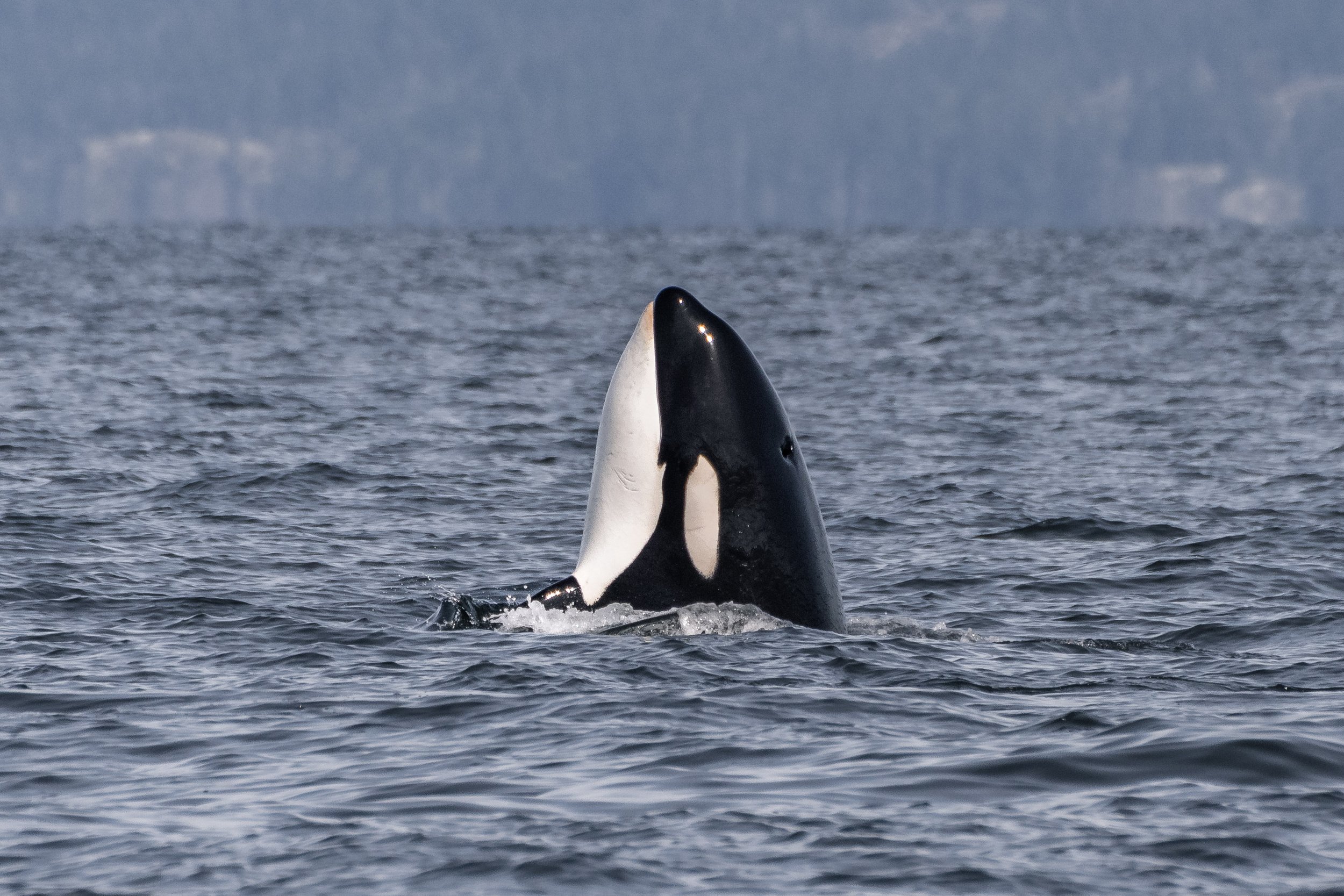 T060F Tigris spyhopping