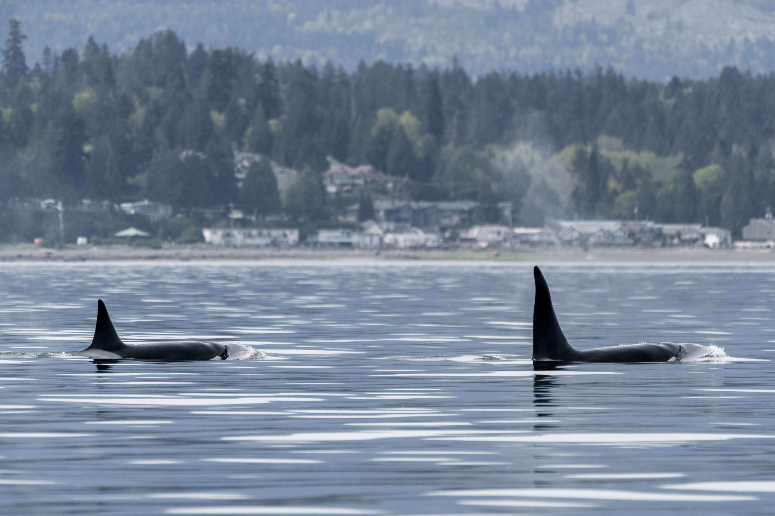 Uncommon Orca, T172 Katmai and T119A Nighthawk, surface together in the calm waters off Vancouver Island.