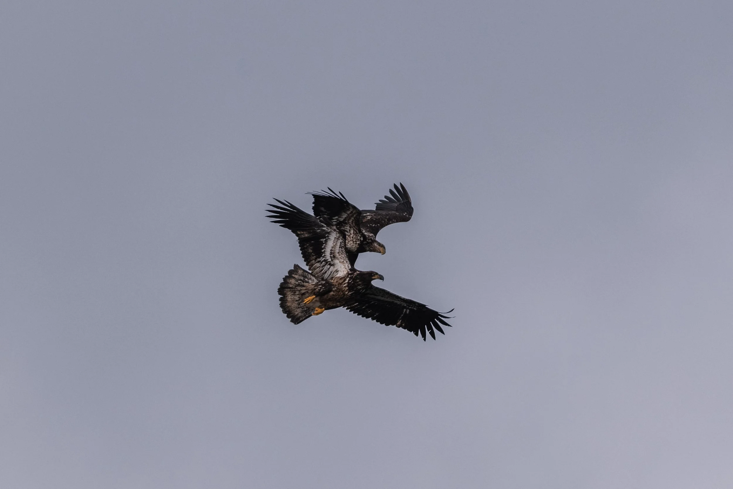 Fighting among the Bald Eagles!