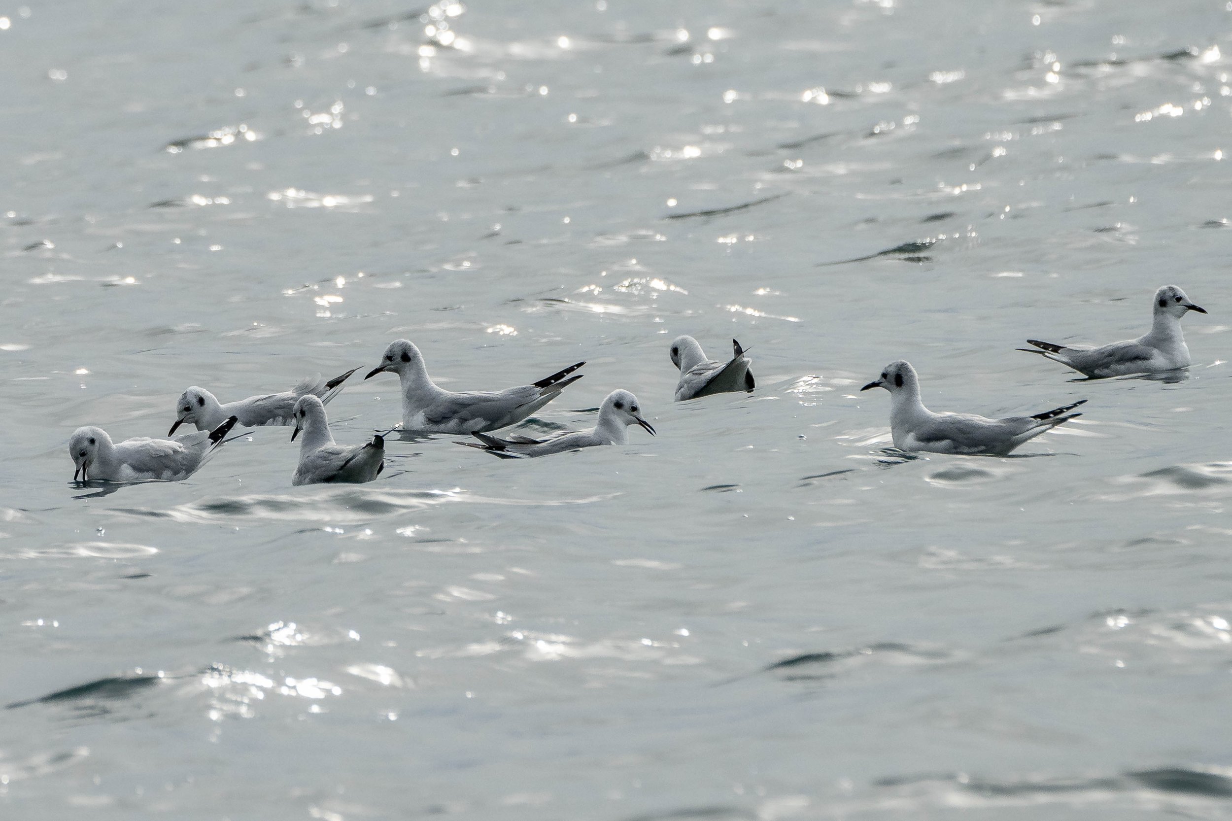 Bonaparte's gulls feeding Active Pass