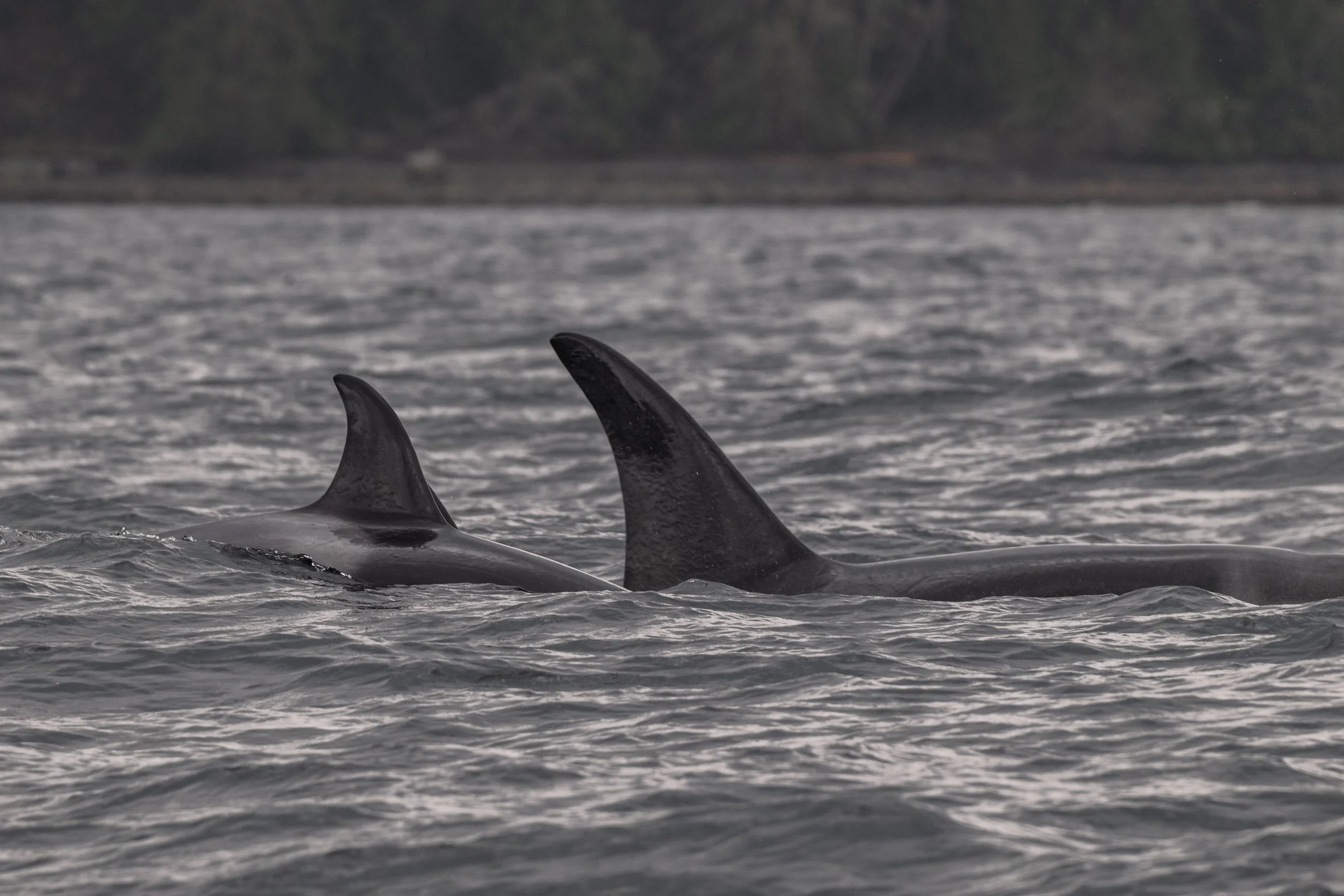 T049A5 Nebula and T049A3 Nat surfacing together.