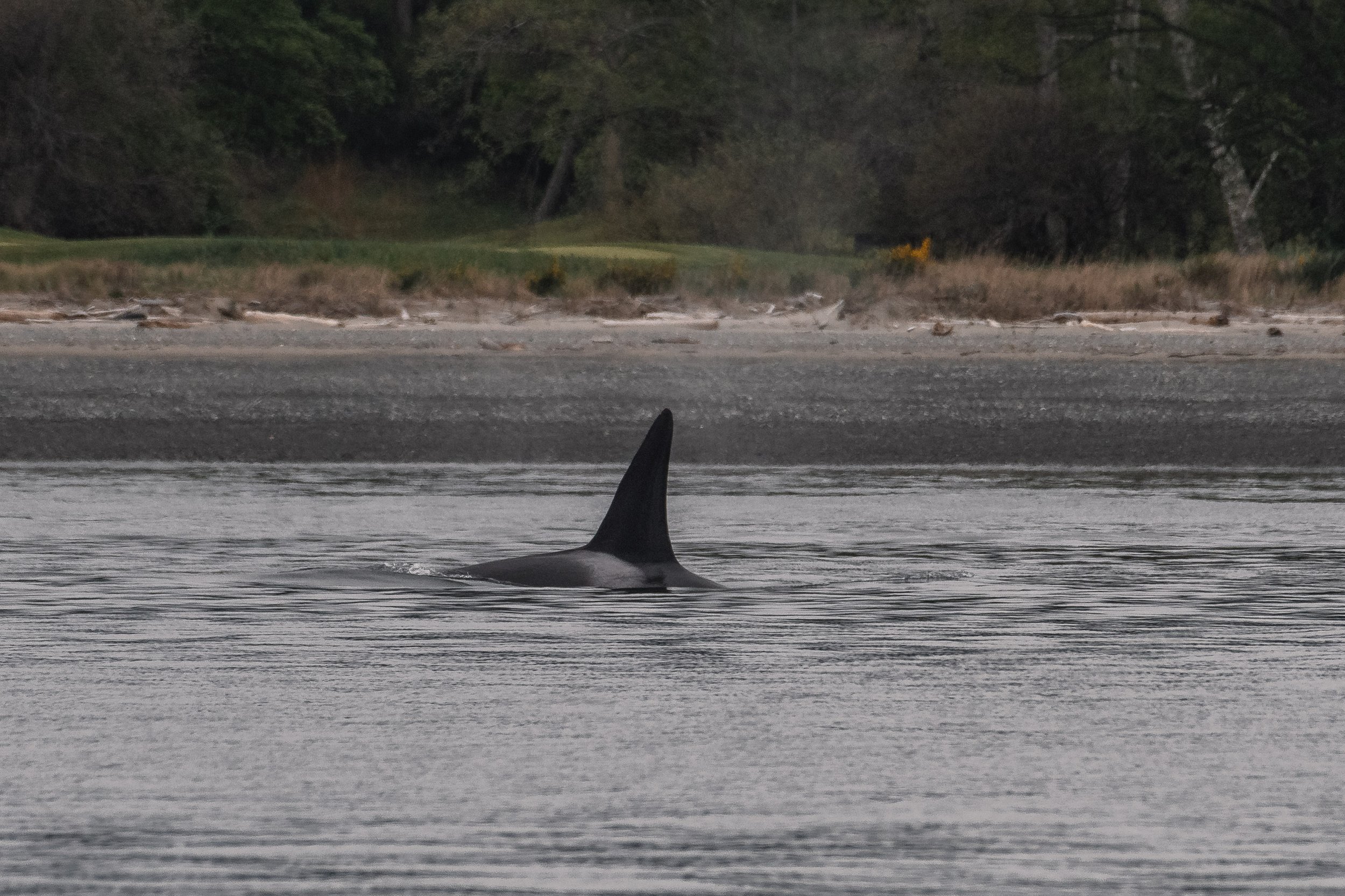 T051 Rosewell surfacing in the calm waters near Vancouver Island