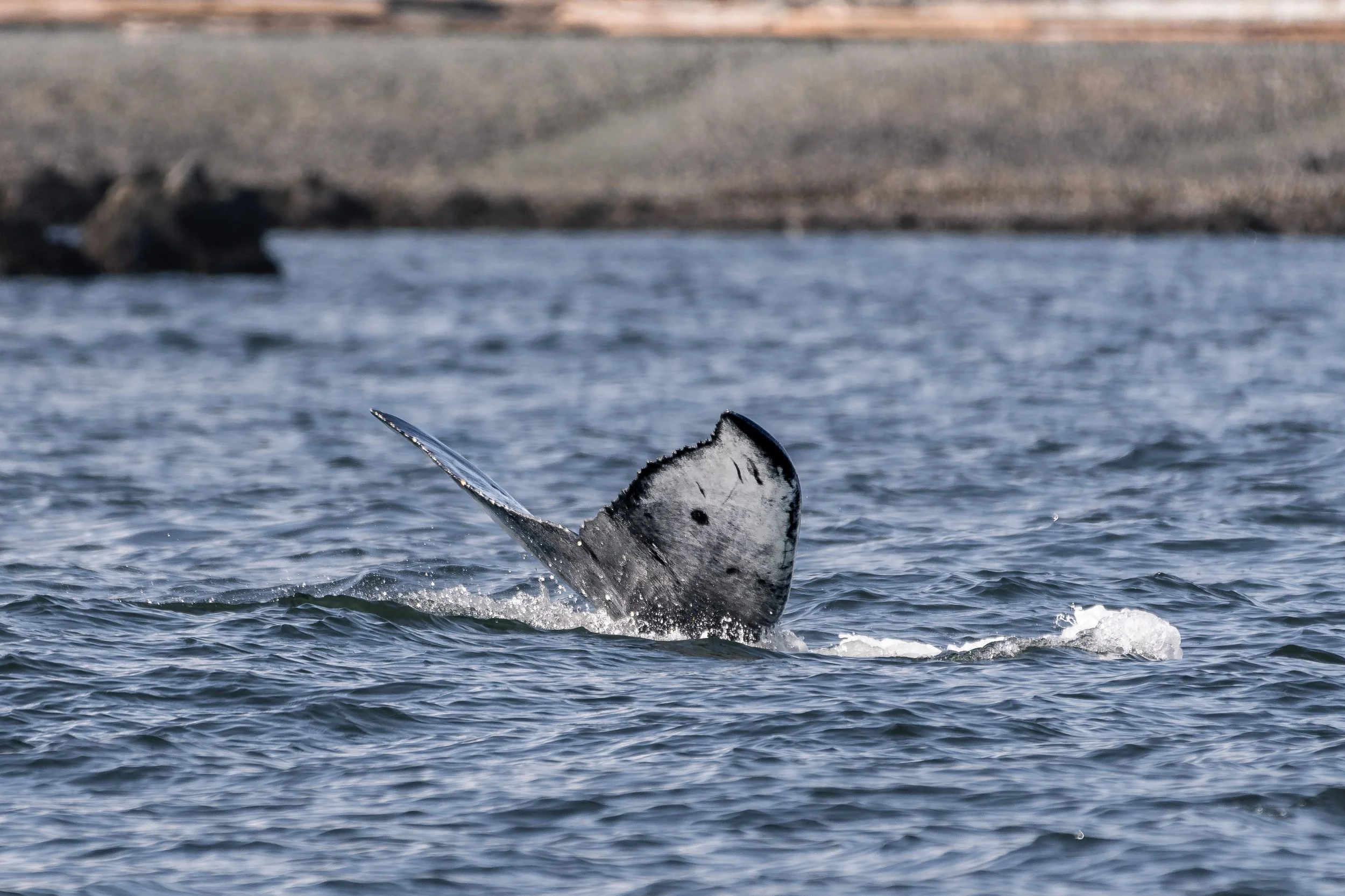 A humpback diving with fluke markings visible.