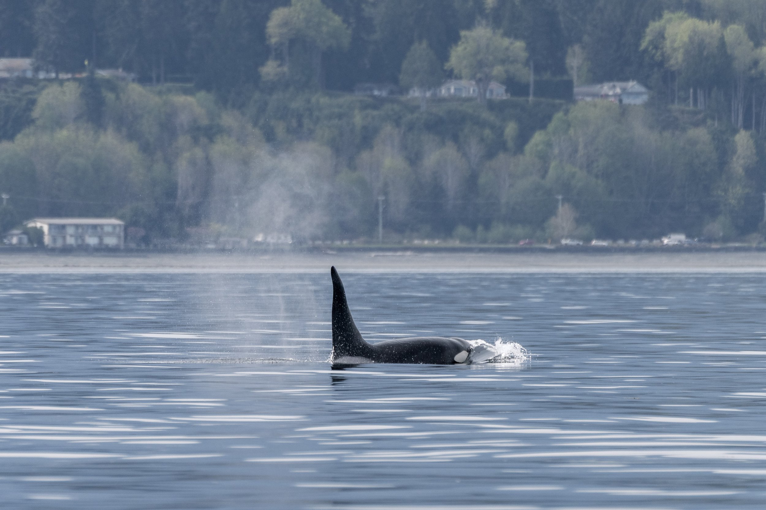 T117A Transient Orca surfacing in the calm waters of Vancouver Island.