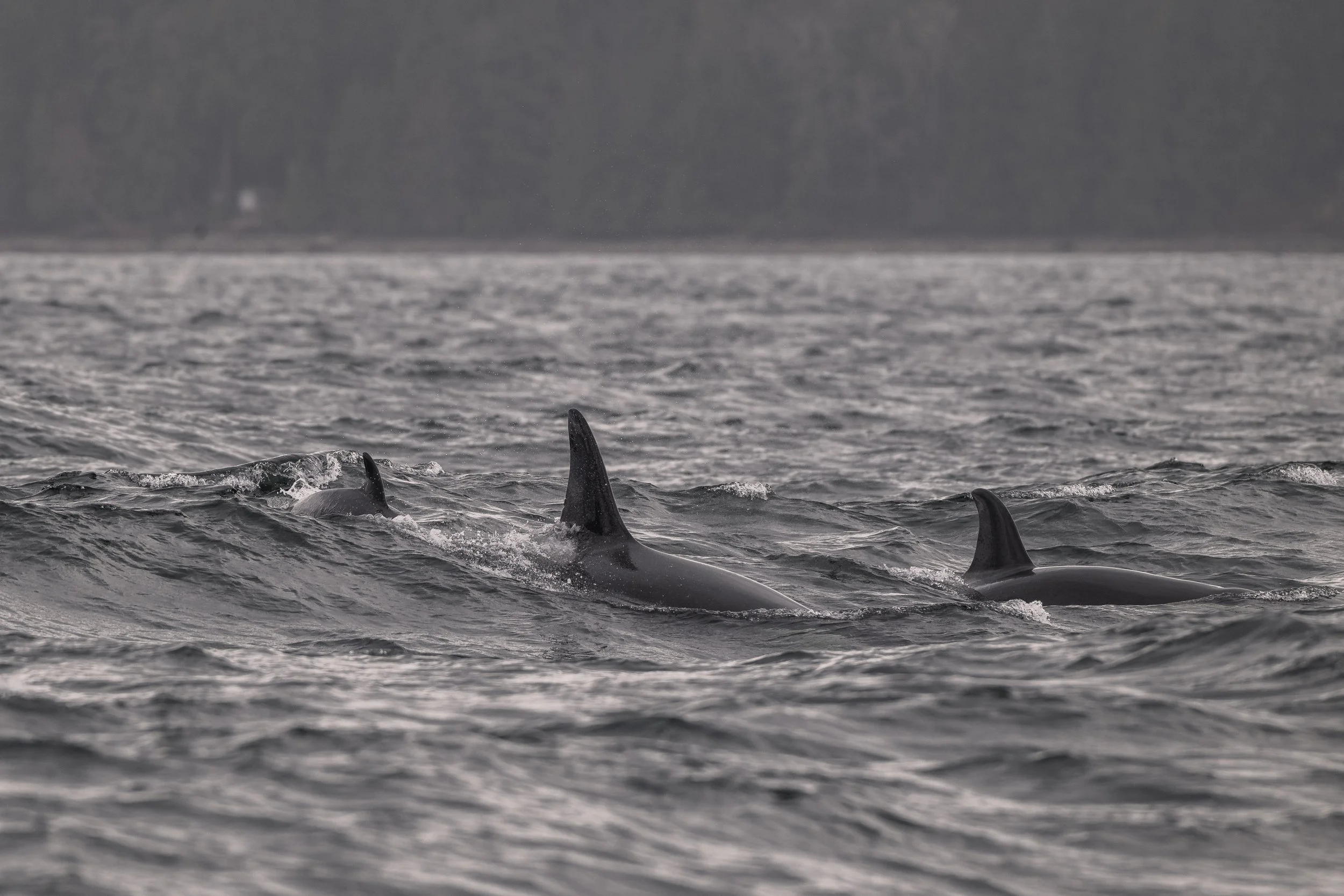 Surf’s up! T049A7, T049A Nan, and T049A5 Nebula riding the wave together!
