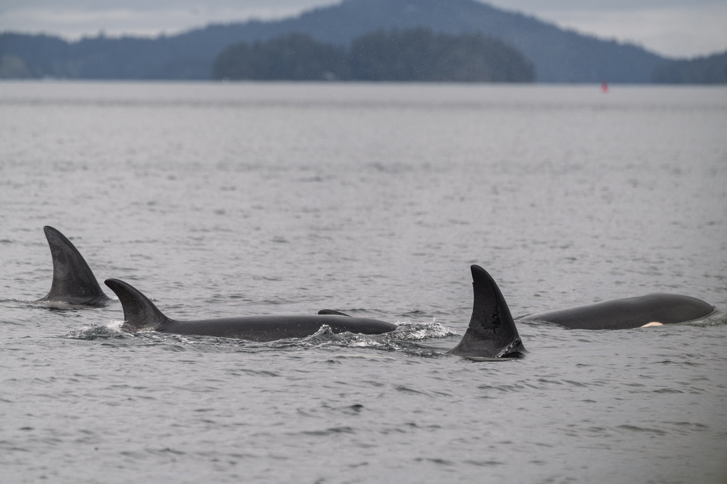 Biggs Transient Orca surfacing in Trincomali Channel, The T086As