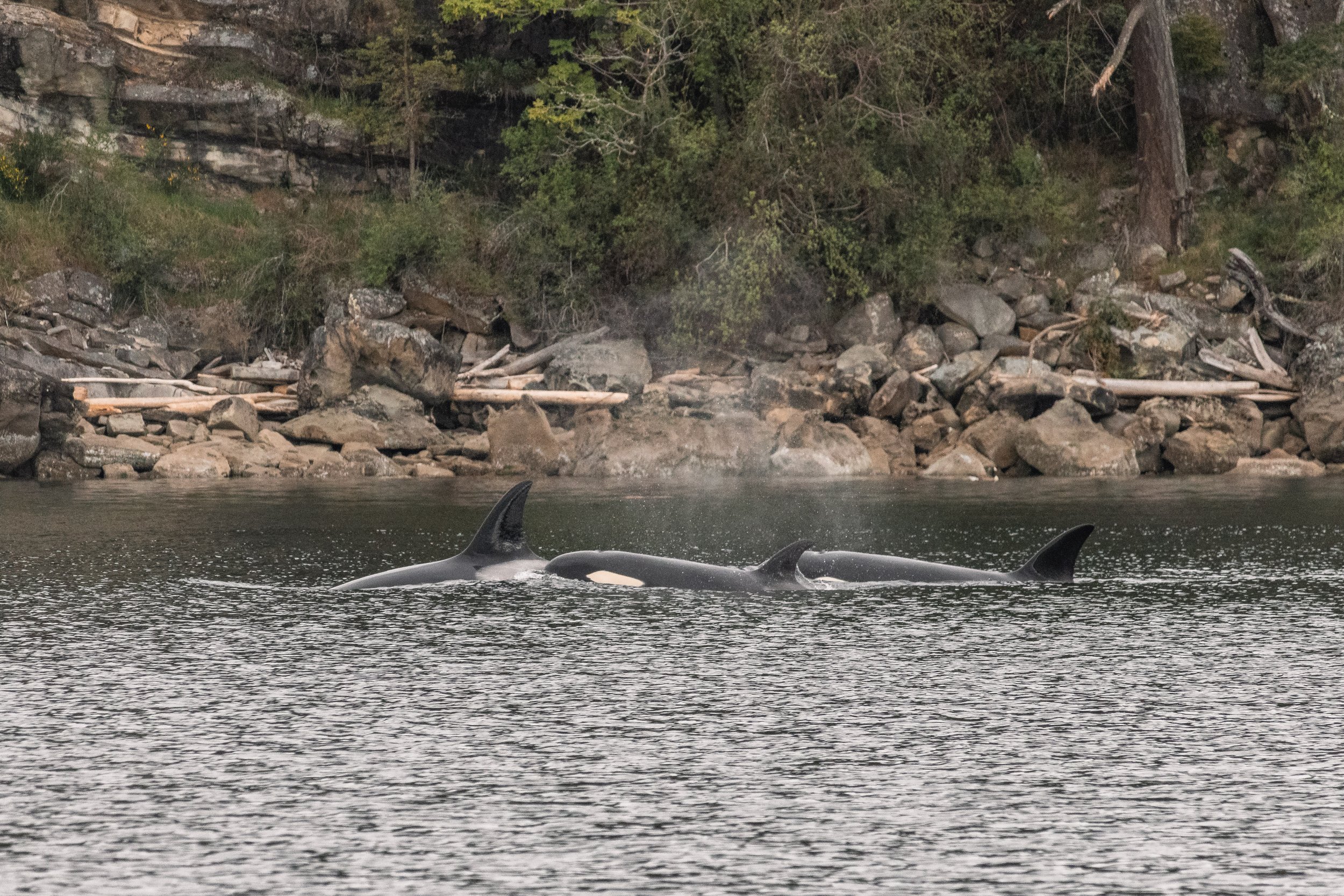 The T086As surfacing together in Trincomali Channel, Vancouver Island