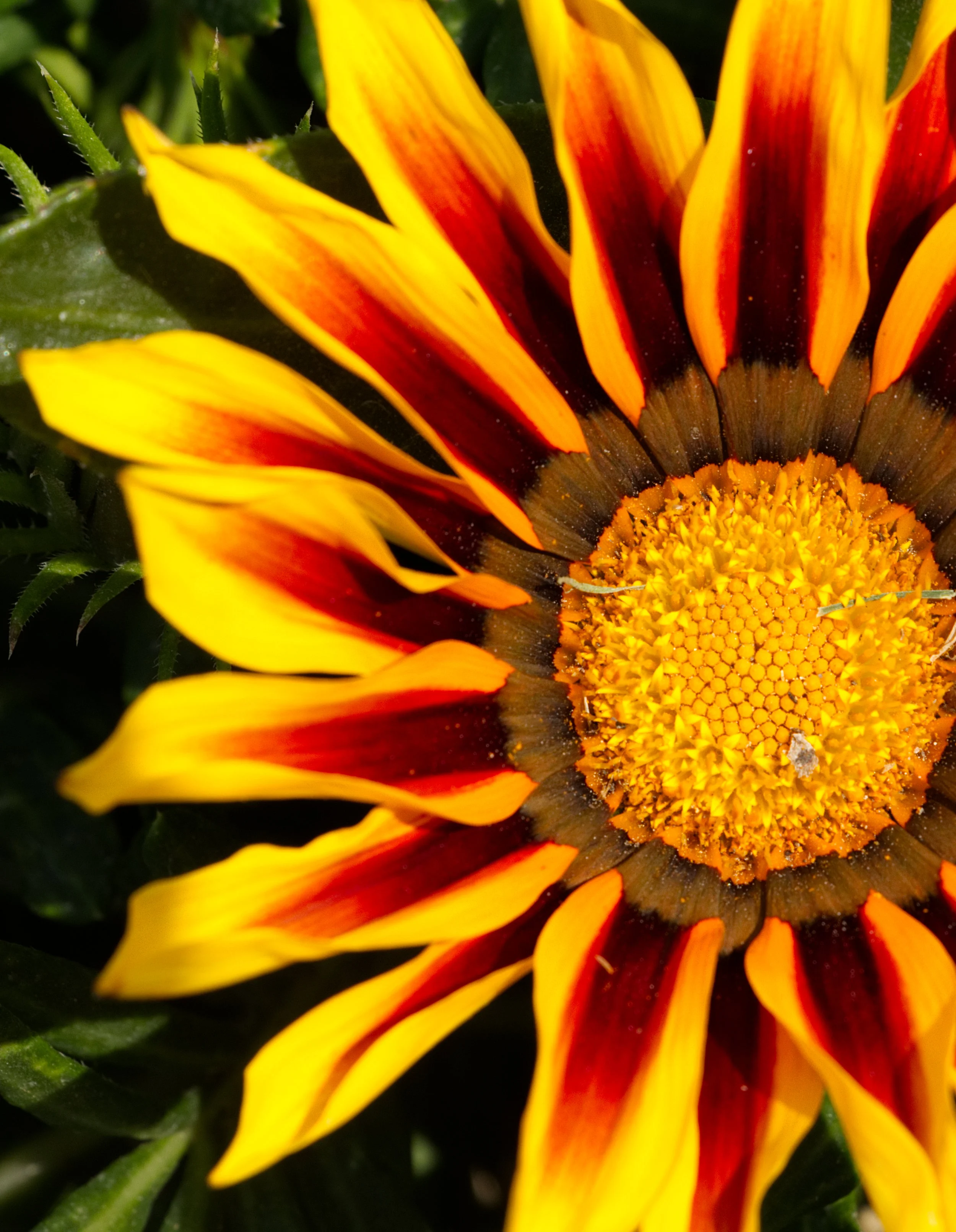 flower.jpg