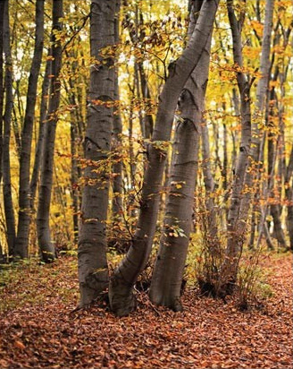 Autumn Lute Song in a new reduction by A. Douglass Biggs
