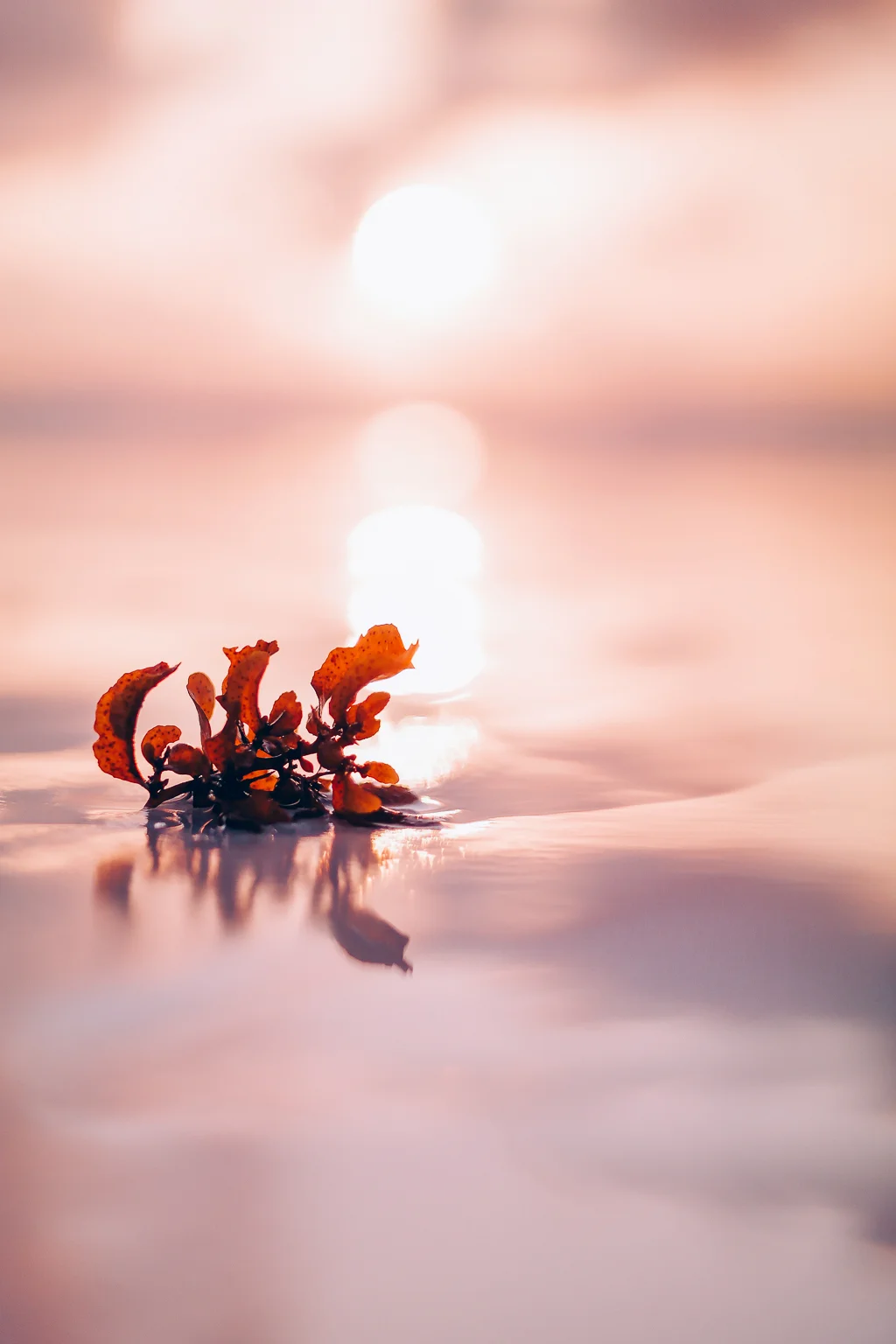 2014.10.15-20_DIANI_GALAXY Nx-4