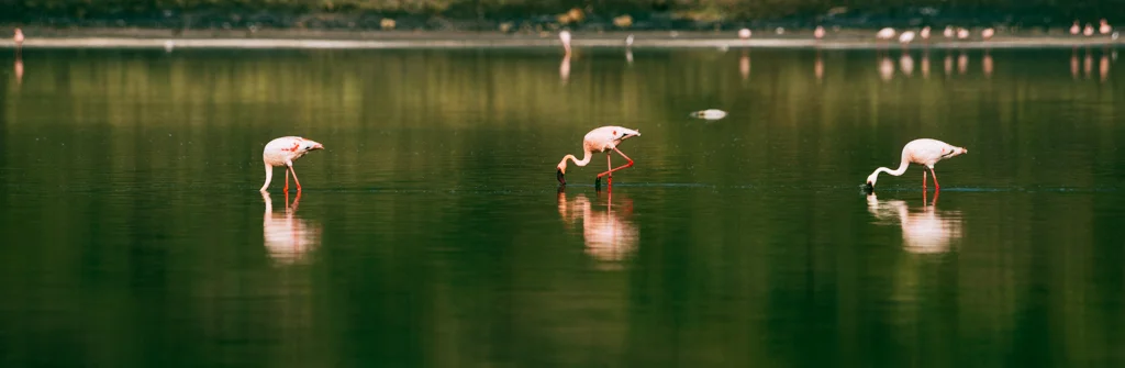 2015.06.10-11_Lake Natron-399